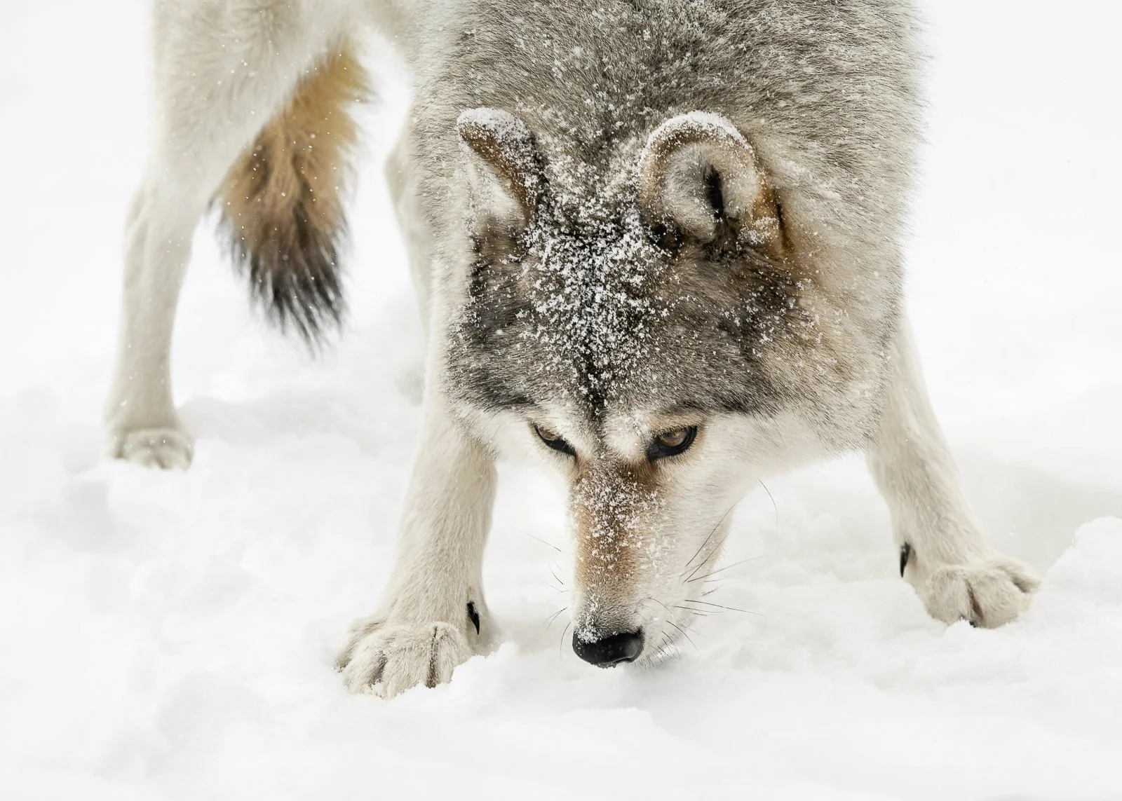 A wolf dog with a thick coat of gray and white fur, with snow on its face, standing on snow and looking down with focused eyes.