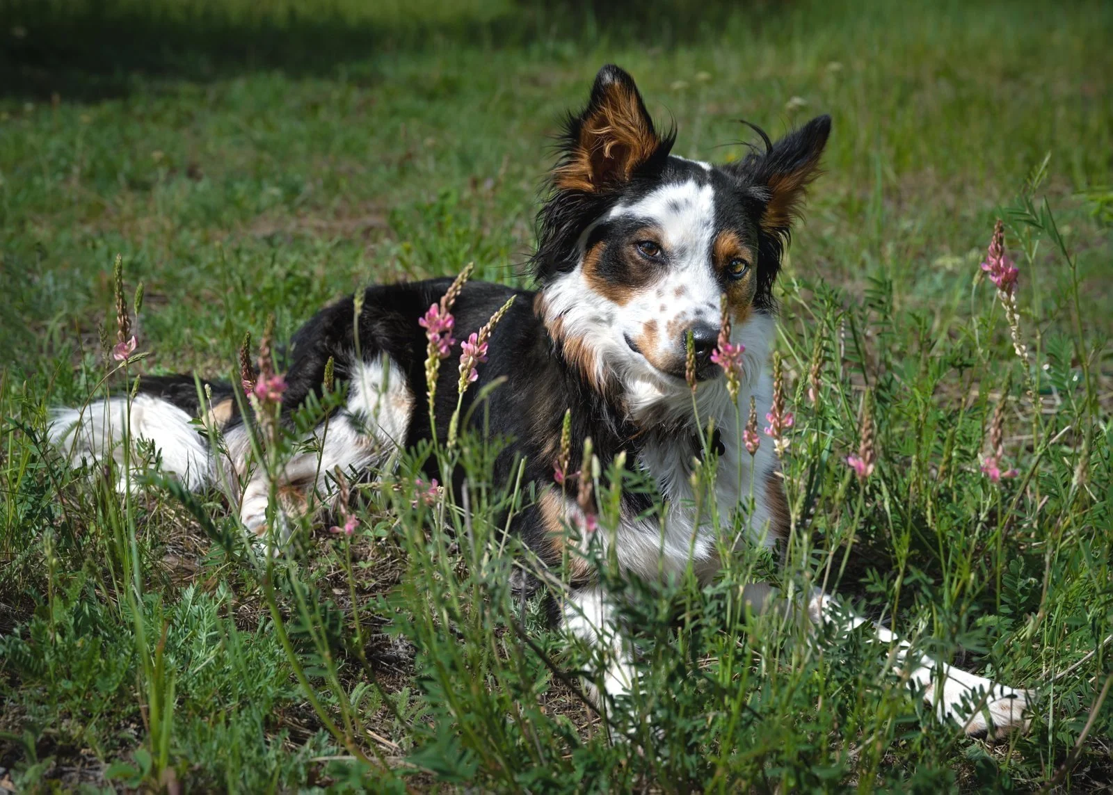 Australian Shepherd dog lying in a grassy field with pink wildflowers, looking at the camera.