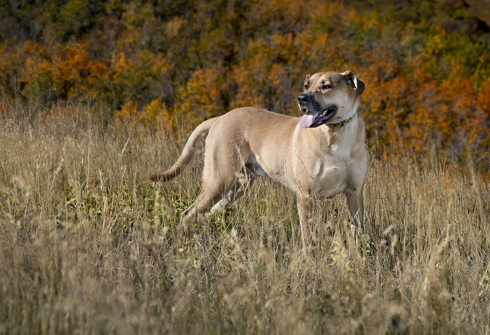 A tan mastiff dog standing in a grassy field with autumn trees in the background.