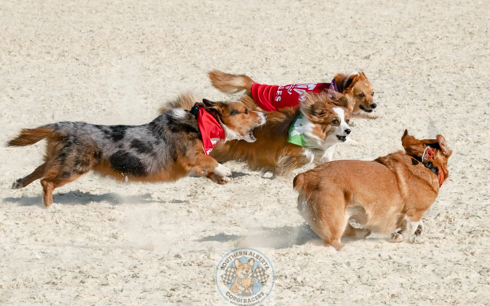 Corgi racing sand dogs tumble Belle.JPG