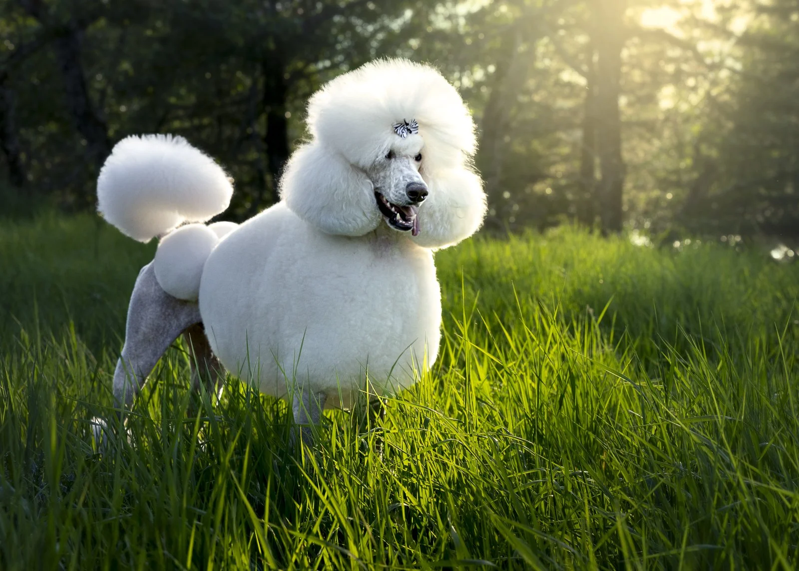 A standard poodle with a fluffy white coat and a small bow on its head, standing outdoors in a grassy field with sunlight filtering through trees in the background.