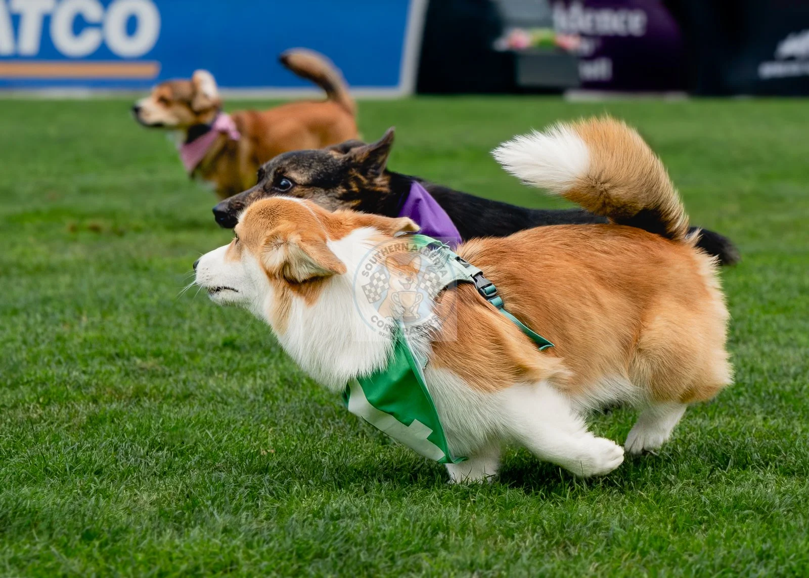 Three dogs participating in a race on a grassy field; the closest dog is a Pembroke Welsh Corgi with a green flag, the middle dog appears to be a Border Collie wearing a purple bandana, and the farthest dog is a brown and white dog.