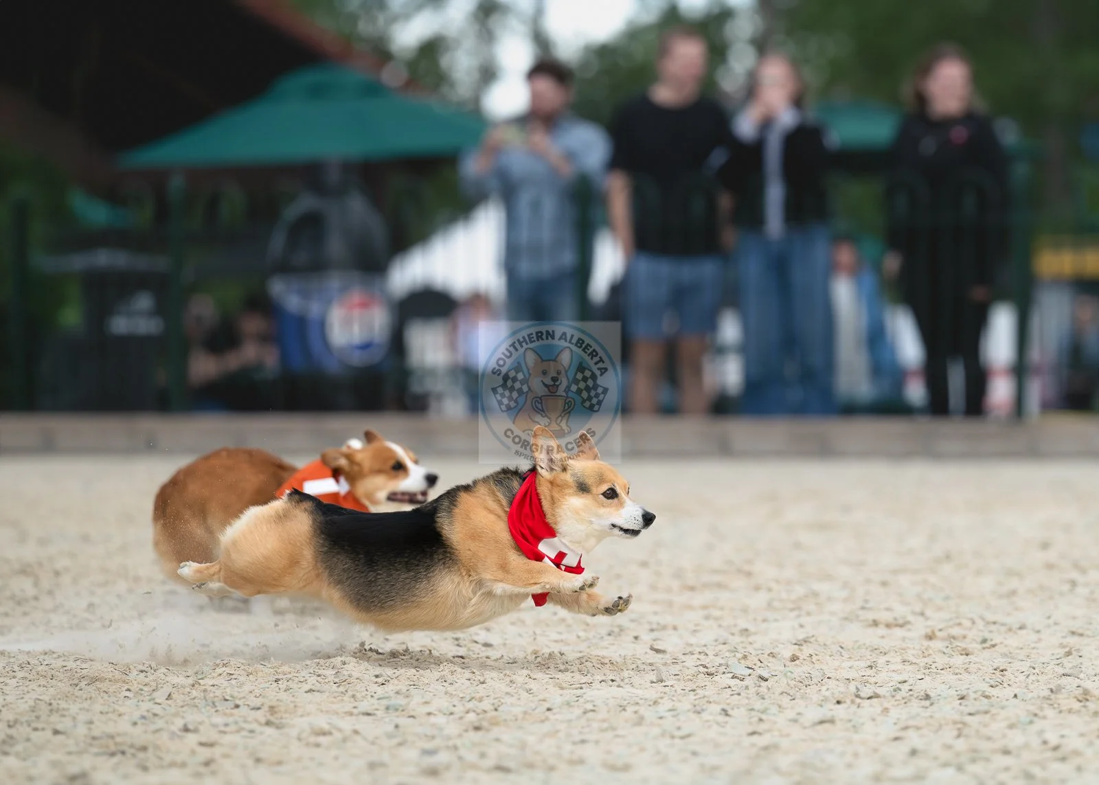 Two corgi dogs racing on a sandy track with people and a fence in the background.