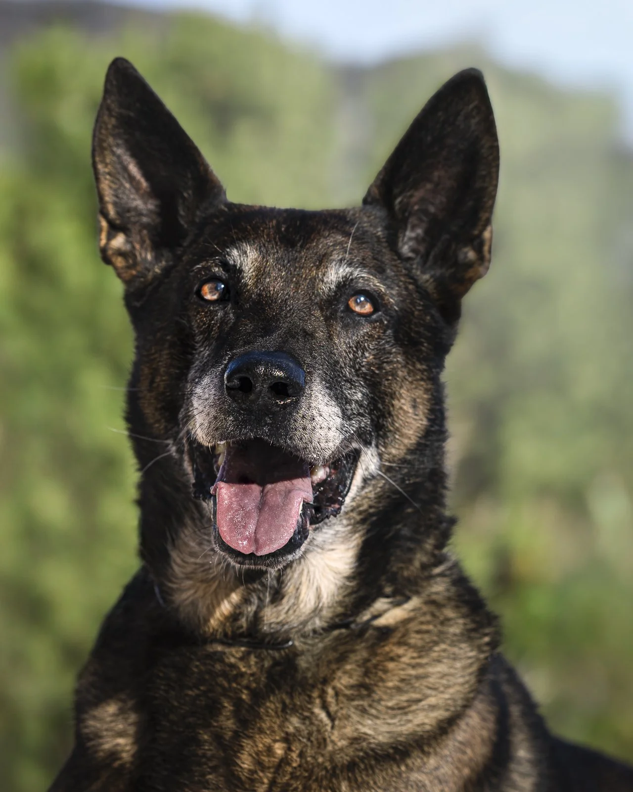 Robbie german shepherd portrait pine.JPG