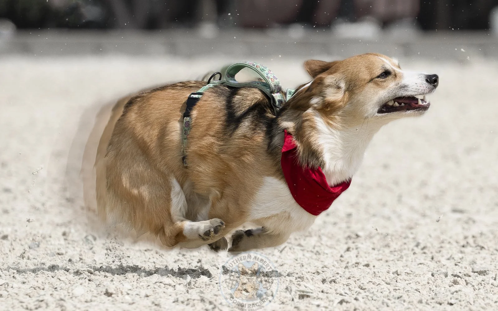 A corgi dog wearing a harness and red bandana running on a sandy surface.