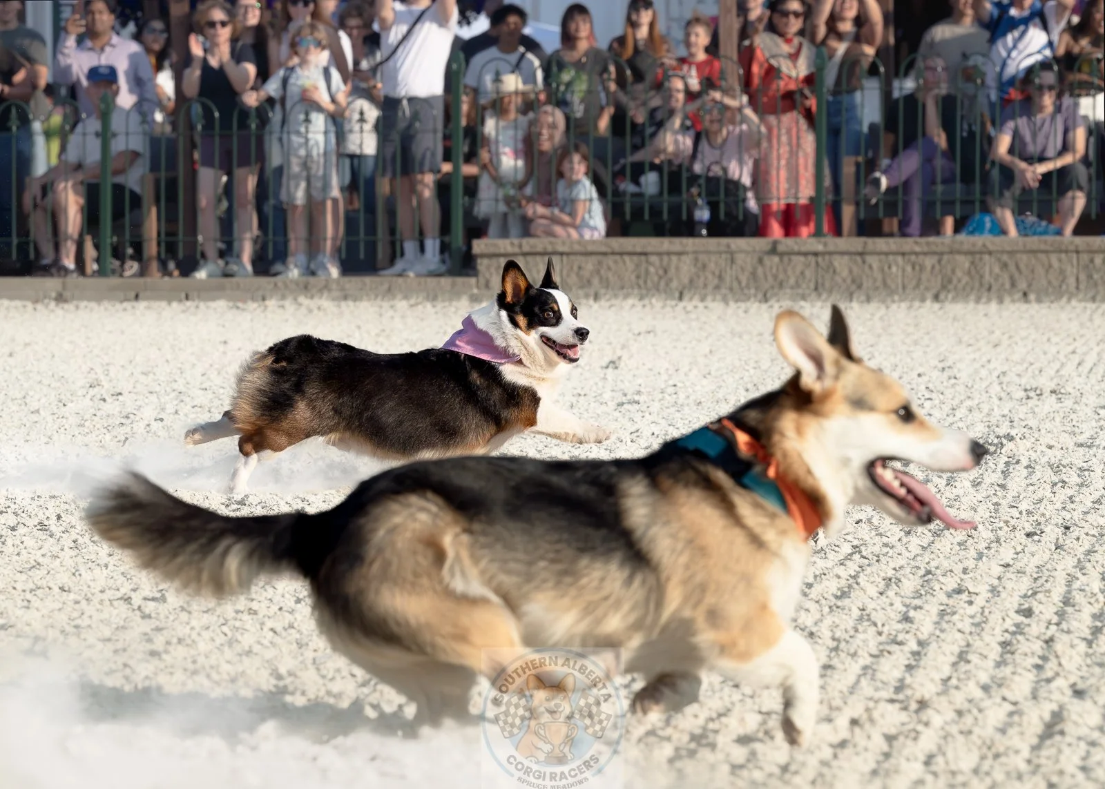 Two dogs racing on a sandy track with a crowd of spectators behind a fence.