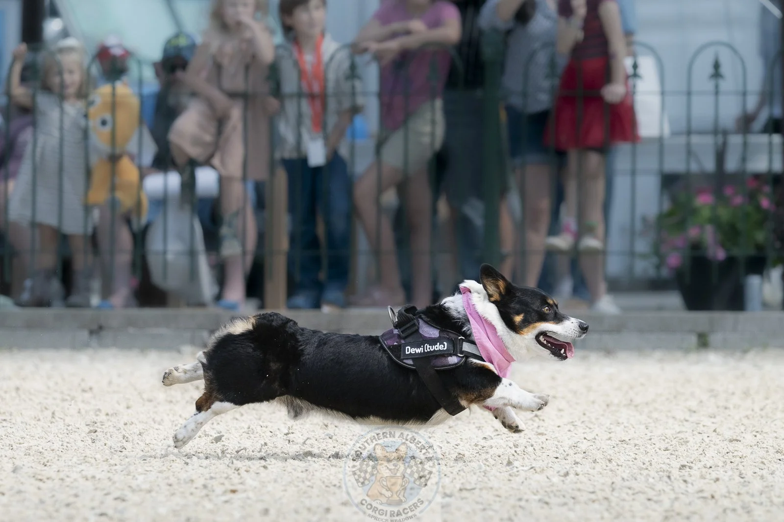 A dog running on a sandy surface, wearing a harness labeled 'Dewi (tude)' and a pink bandana, with a group of children watching behind a glass fence.