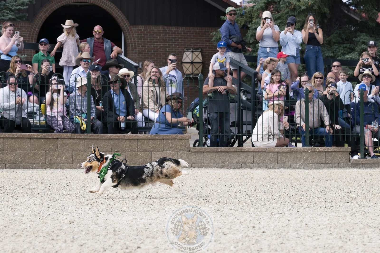 A dog racing on a dirt track with a crowd of spectators watching from the bleachers behind a black fence.
