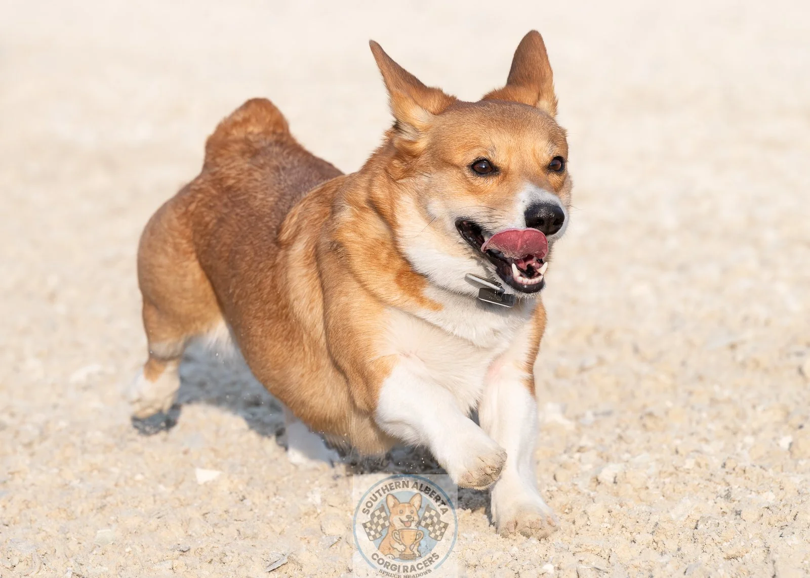 Corgi Belle Racer.JPG