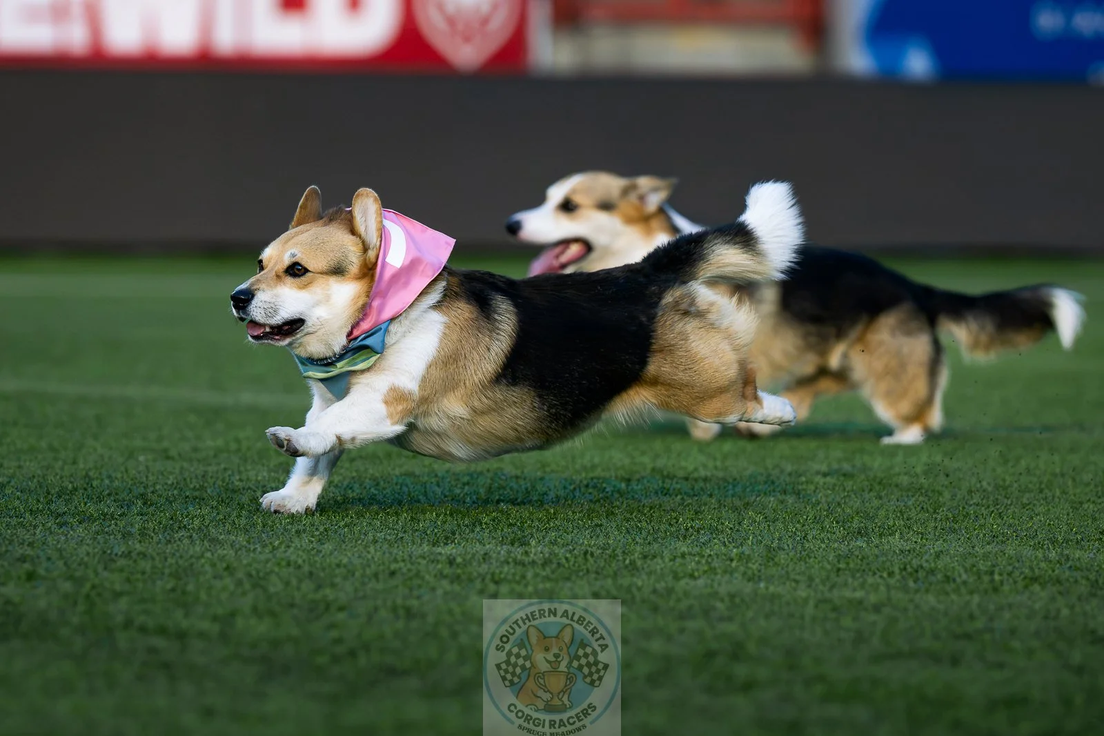Two Corgis racing on a grassy field with a South Alberta Corgi Racers logo at the bottom