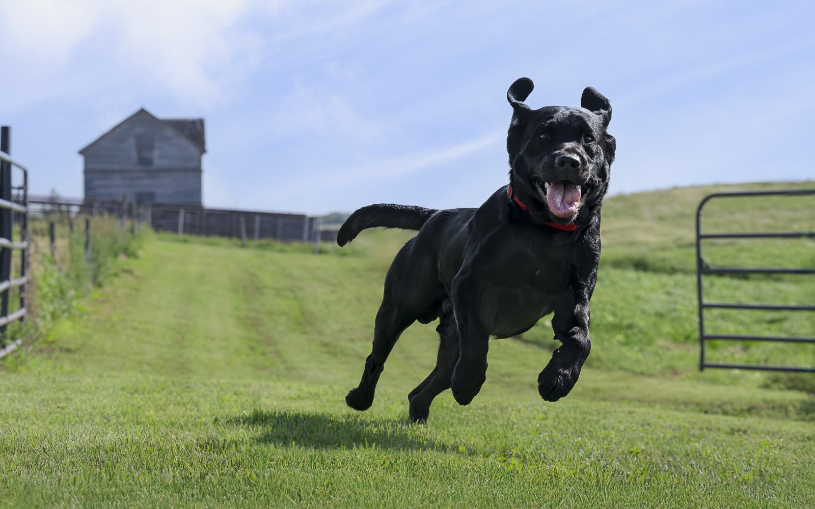 A black Labrador retriever dog running through a grassy field on a farm on a sunny day.