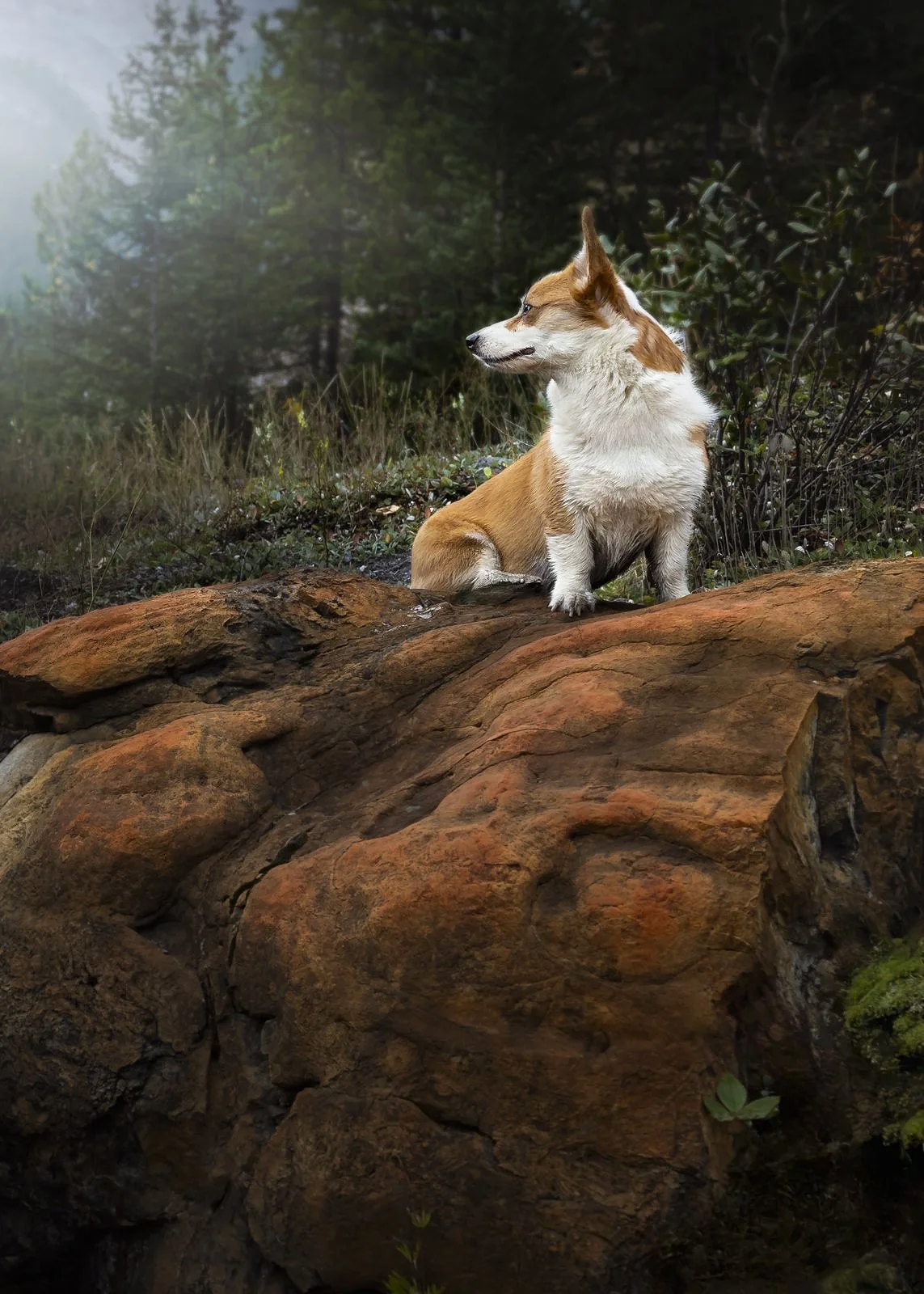 A small corgi dog with a white and brown coat sitting on a large orange-brown rock in a forested area, looking to the right, with trees and bushes in the background.
