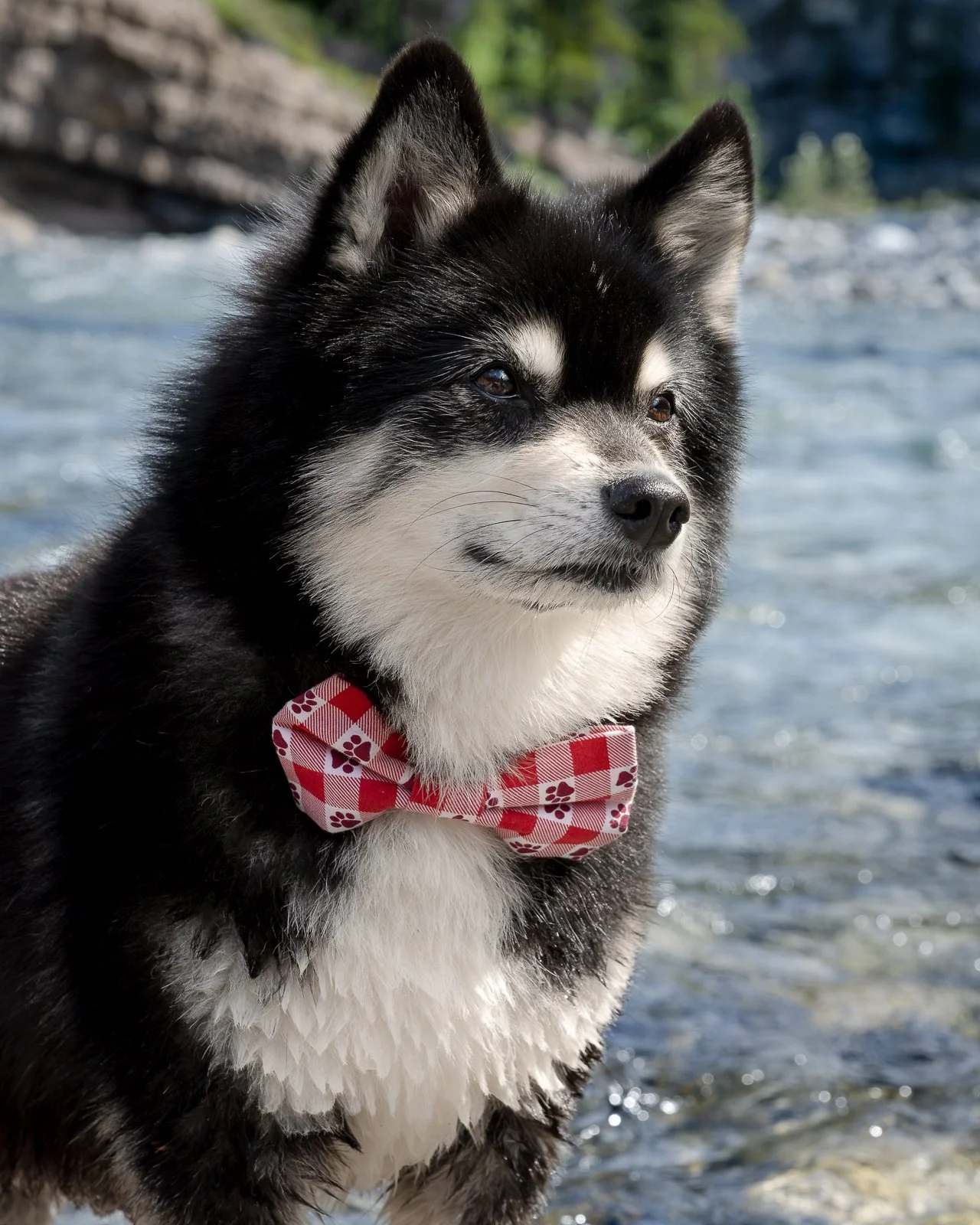 A black and white Siberian Husky pomeranian pomsky dog wearing a red and white checkered bow tie with paw prints, near water with rocks and trees in the background.