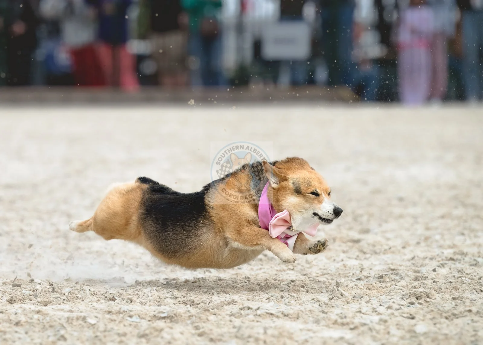 A corgi dog wearing a pink bow tie and a pink collar running at high speed on a sandy surface, with a blurred background of people and objects.