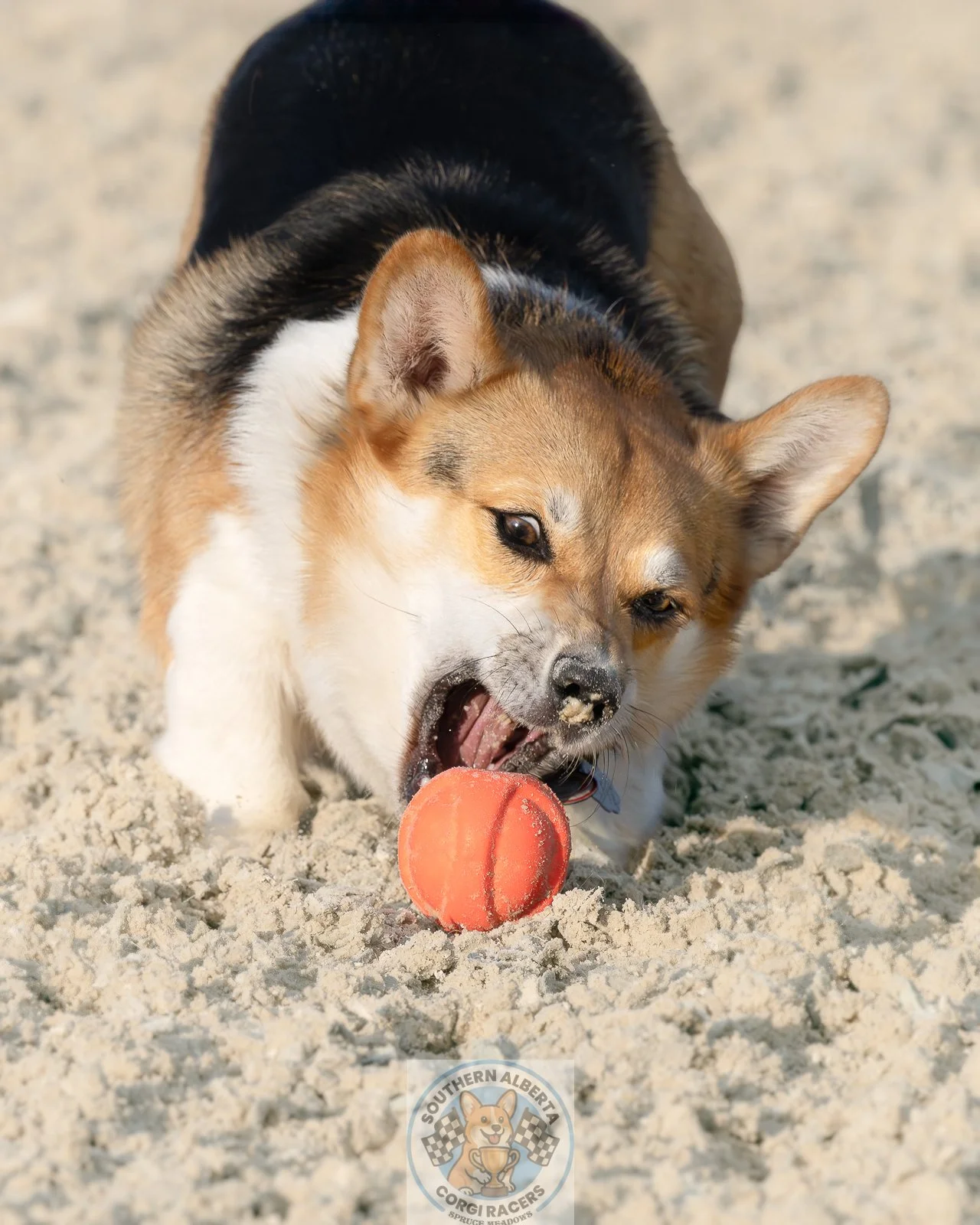 Corgi Winston Mouth Ball.JPG