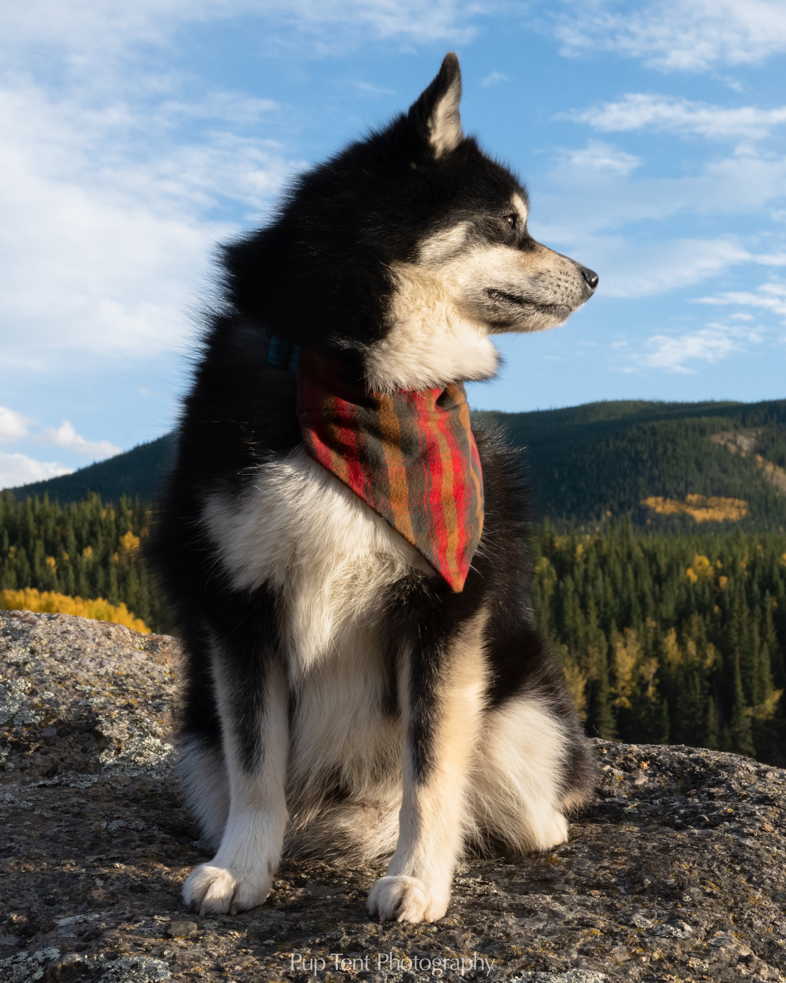 A black and white arctic spitz pomsky dog with a red plaid bandana sitting outdoors on a rocky surface, with a background of green trees, mountains, and a partly cloudy blue sky.