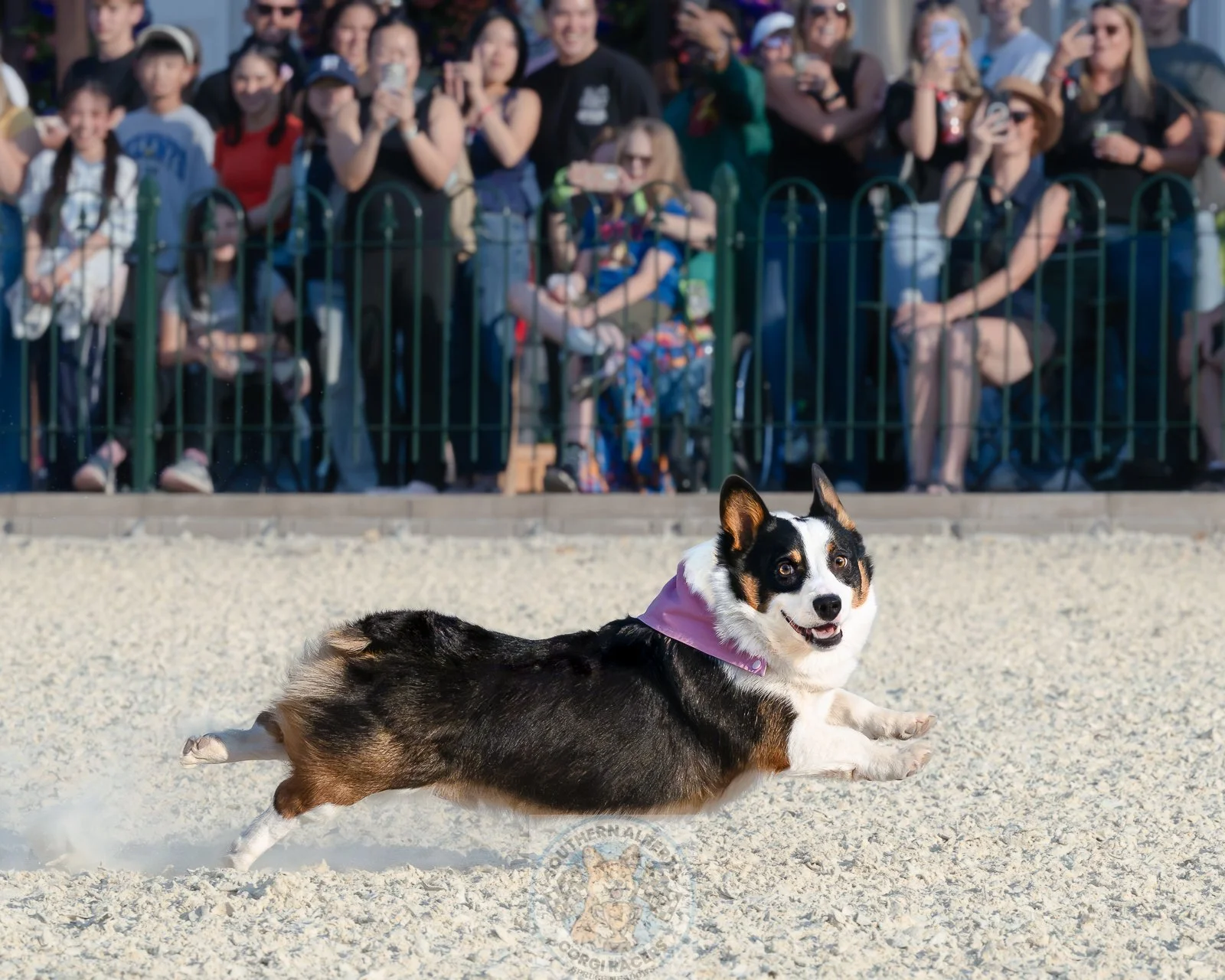 A happy black, white, and brown dog running on a sandy surface with a crowd of spectators behind a green fence, many holding up phones to record or take pictures, in what appears to be a dog competition or event.
