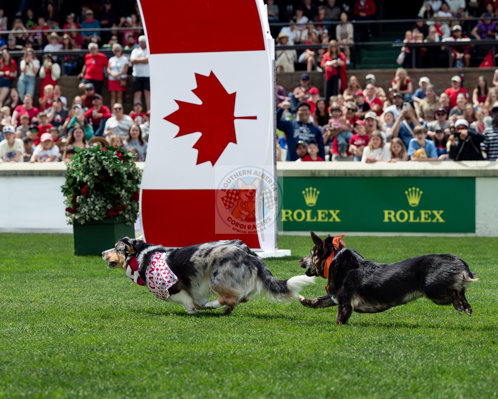 Corgi racing Canada Day Knuckles Finish G.JPG