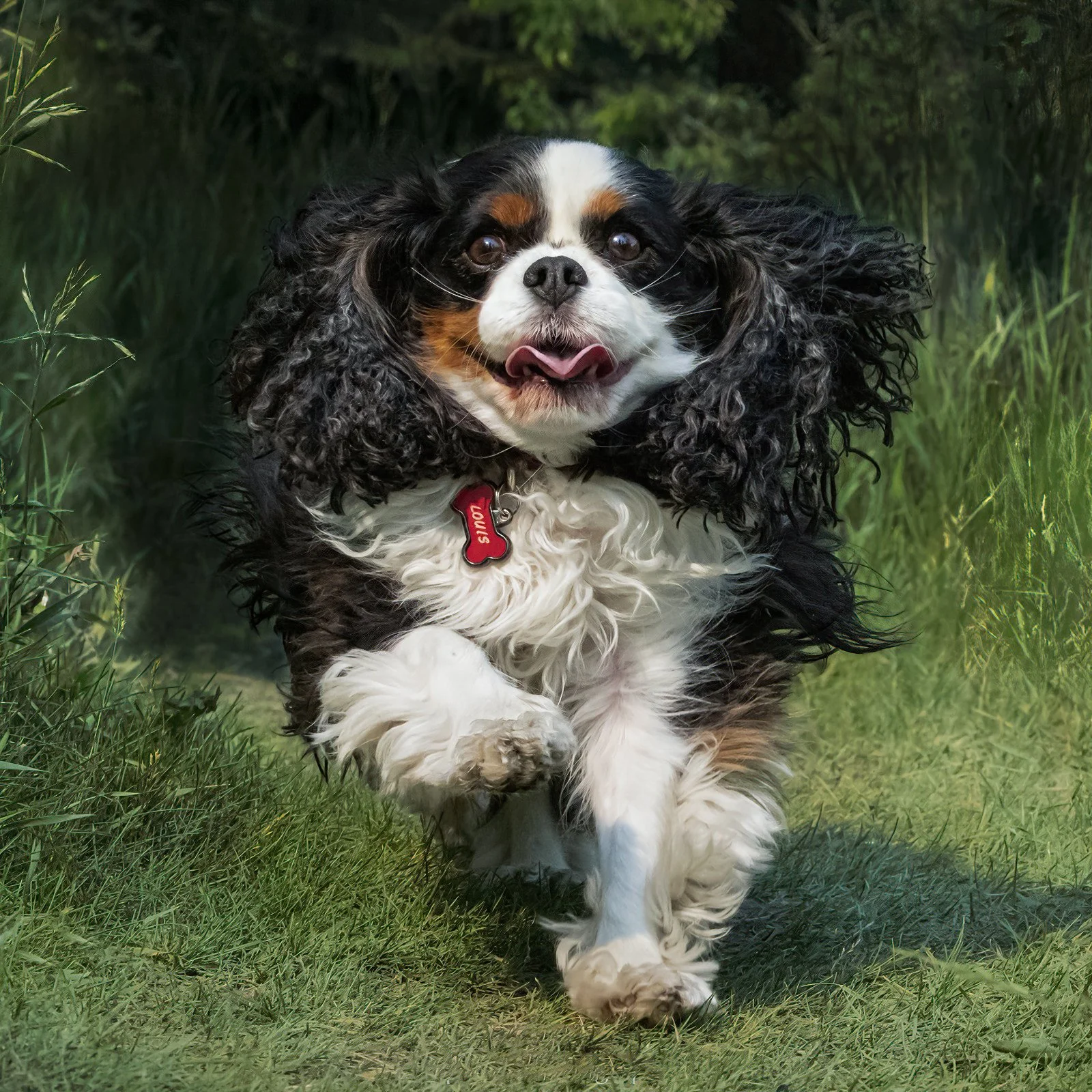 A happy black, white, and brown Cavalier King Charles Spaniel running through a grassy area with a green background.