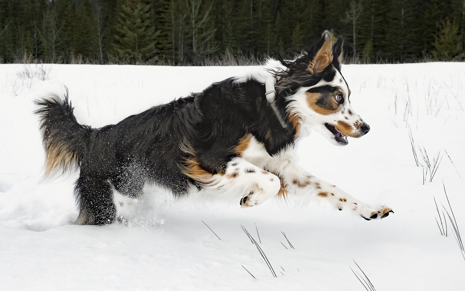A border collie mix dog running through snow with a forest in the background.