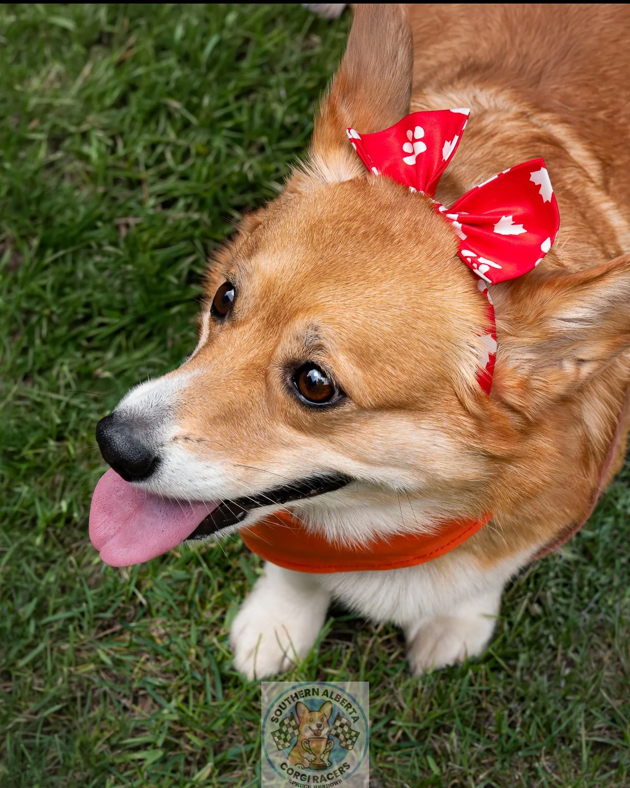 Corgi racing Belle from above on lawn.JPG