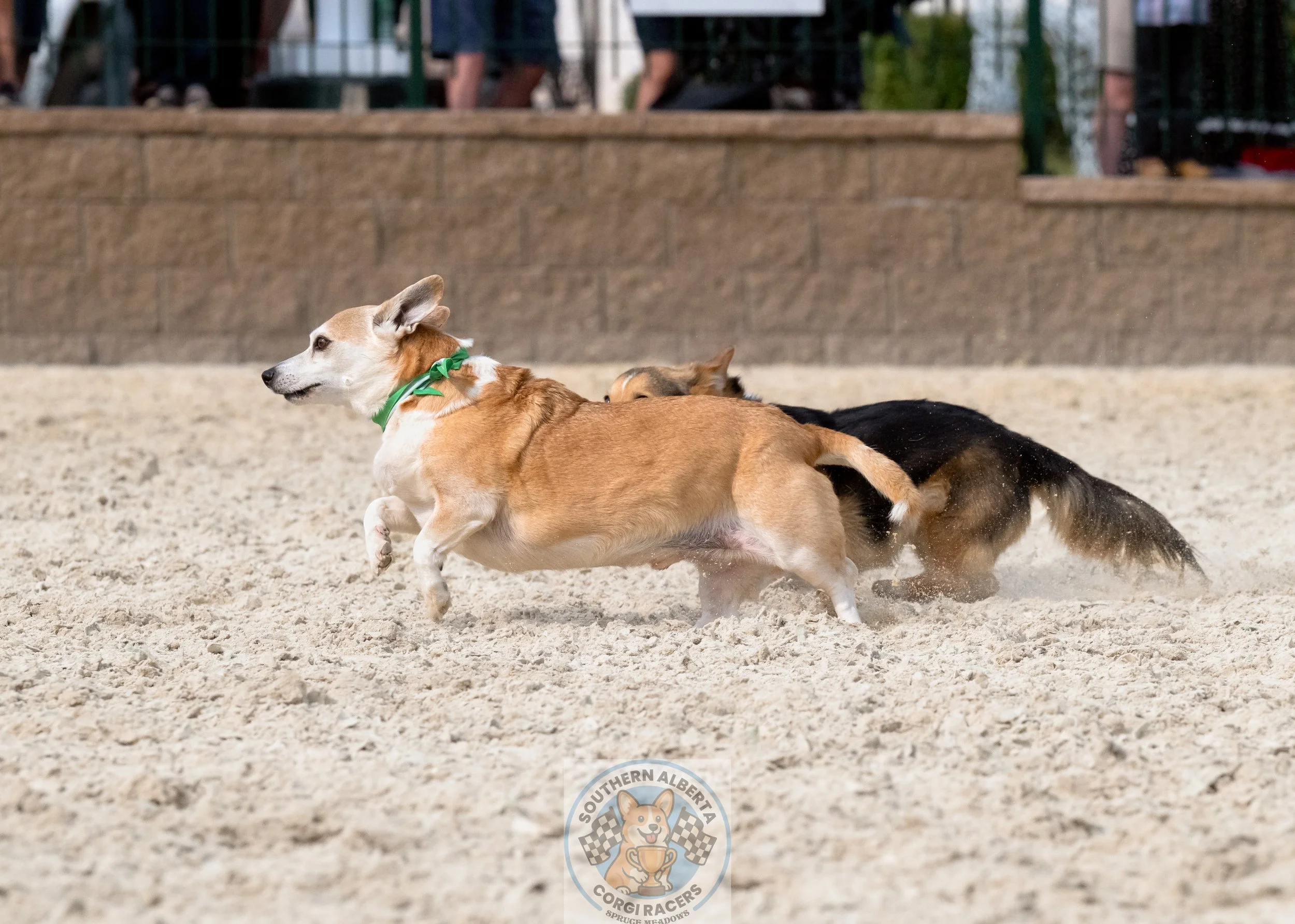 Corgi racing Cedric Qualifier.JPG