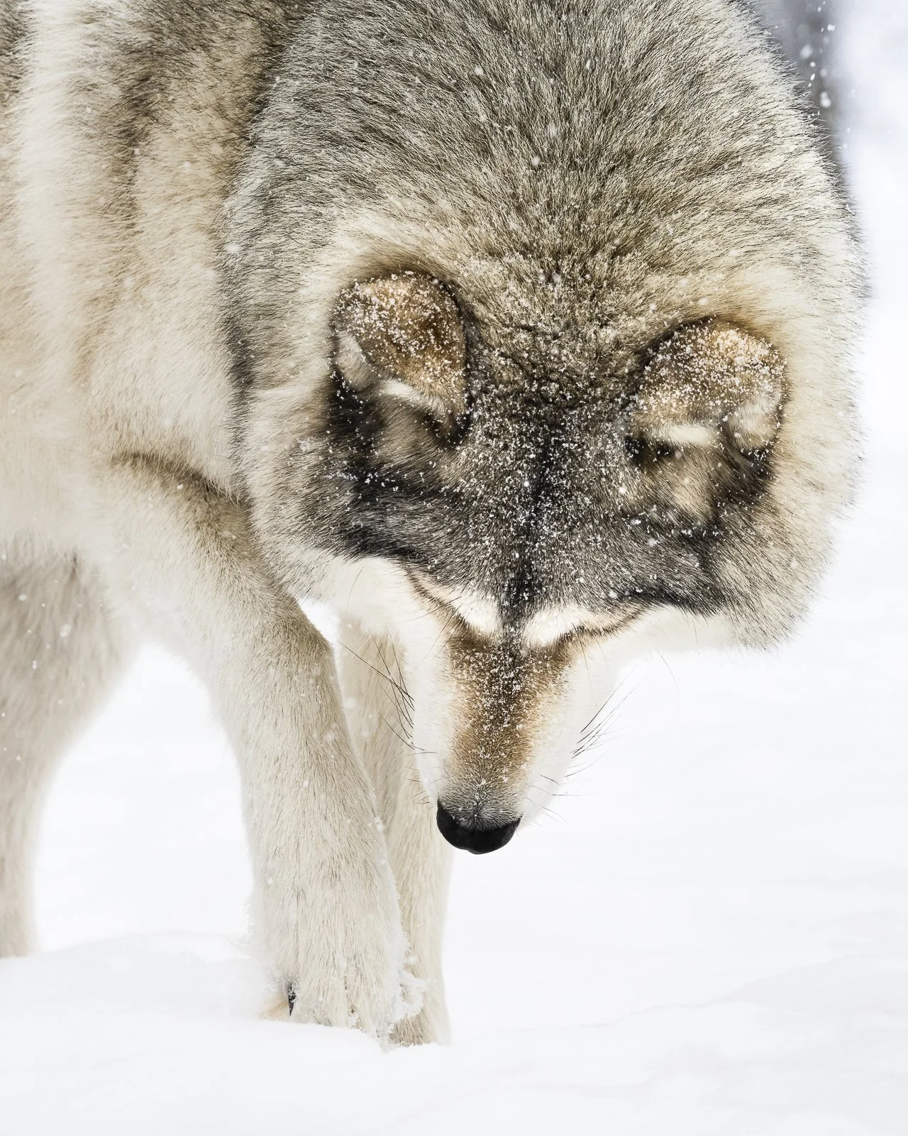 Close-up of a gray wolf with snow on its face and nose, standing in snow.