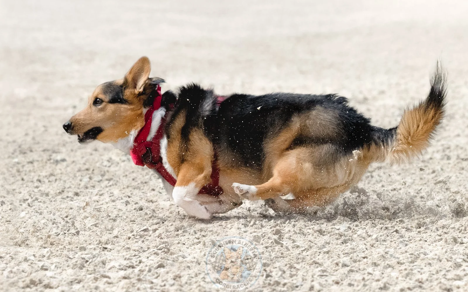 A tricolor dog, wearing a red harness, running fast on a sandy surface with snow or dirt flying around.