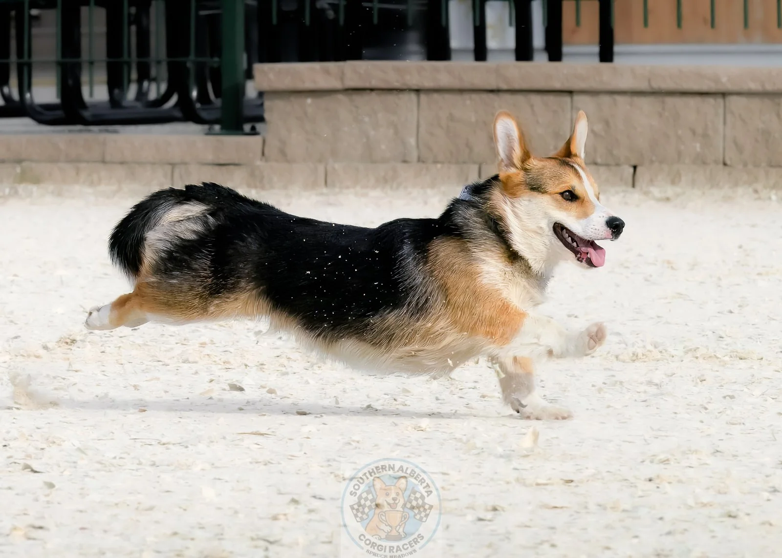 A Corgi dog running on a light-colored sandy surface outdoors