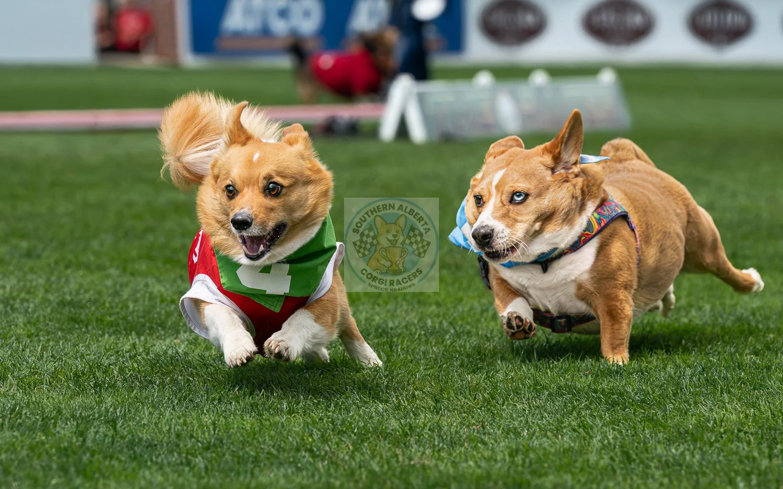 Two Welsh corgi dogs racing on a grassy field during a dog race event, one wearing a green and red numbered vest and the other in a colorful harness. There is a logo for Southern Alberta Corgi Races in the center.