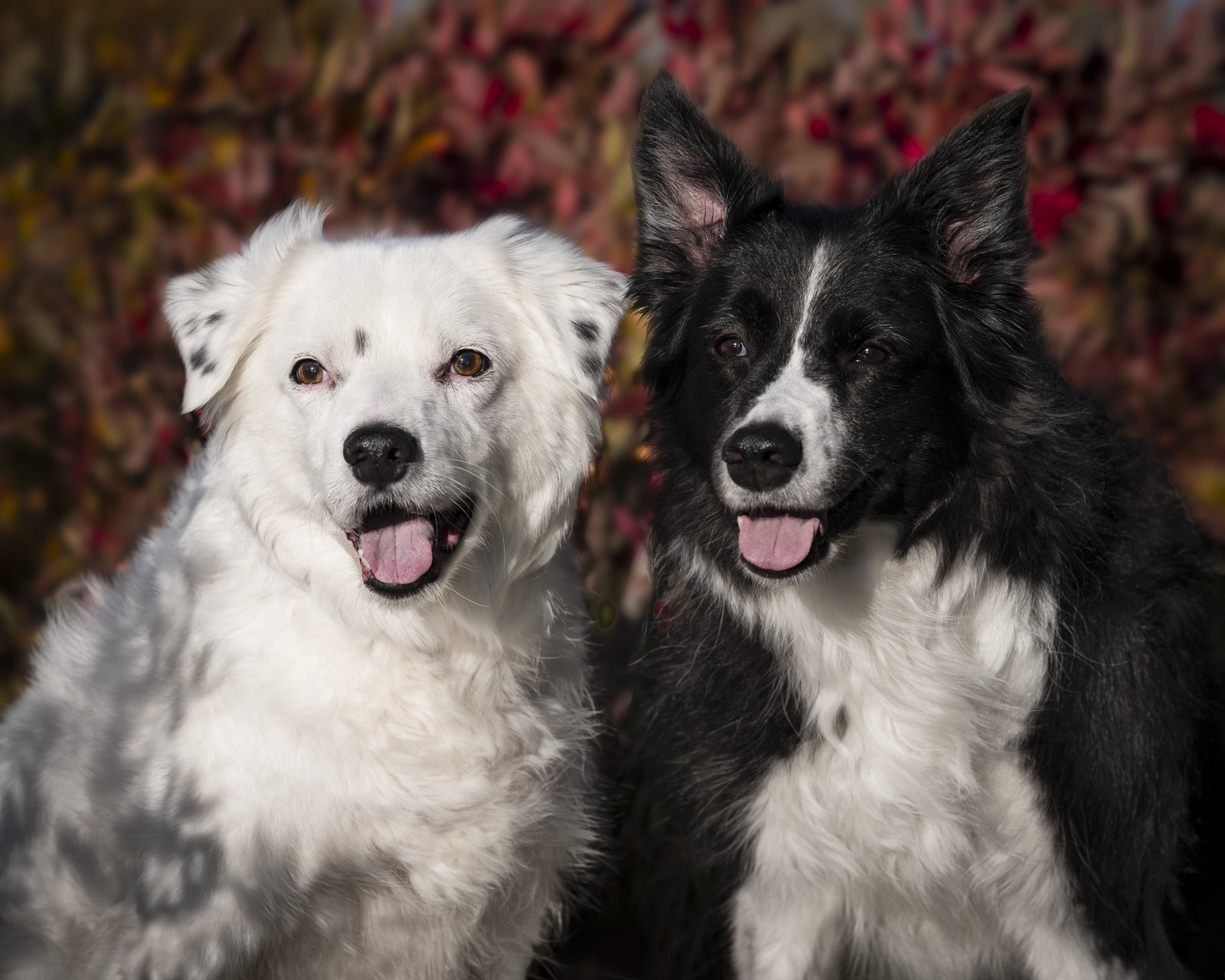Two happy border collie dogs, one white with black spots and one black and white, outdoors with autumn leaves in the background.