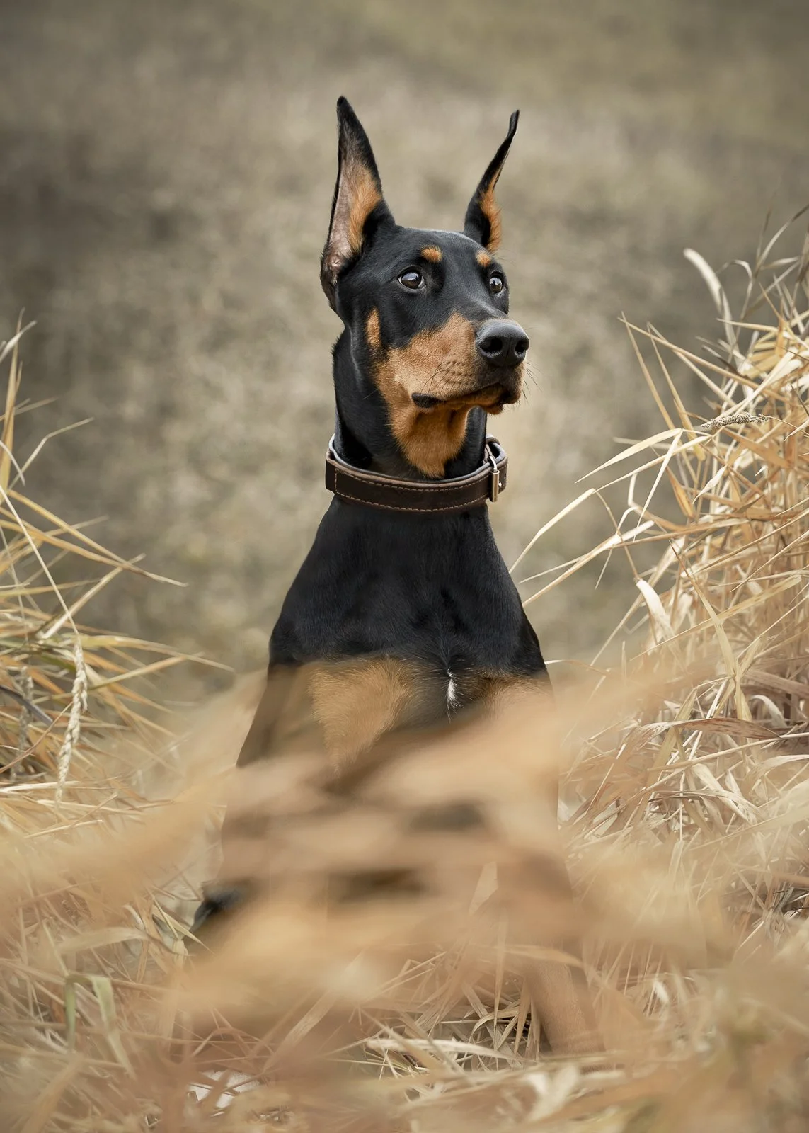 A Doberman puppy sitting among tall dry grass, looking attentively into the distance, with a blurred sandy background.
