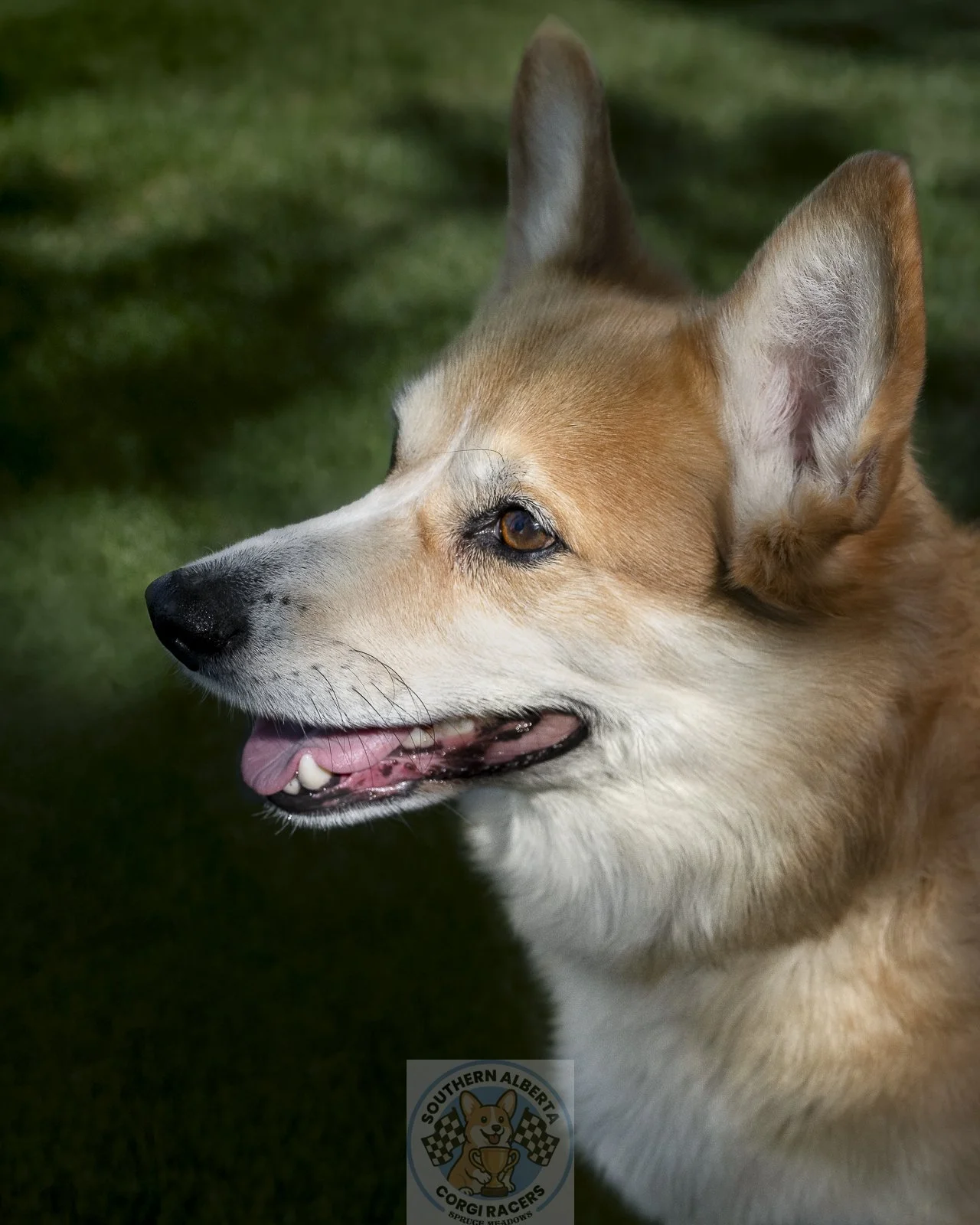 Close-up of a tan and white dog with large ears and expressive eyes, outdoors on grass.