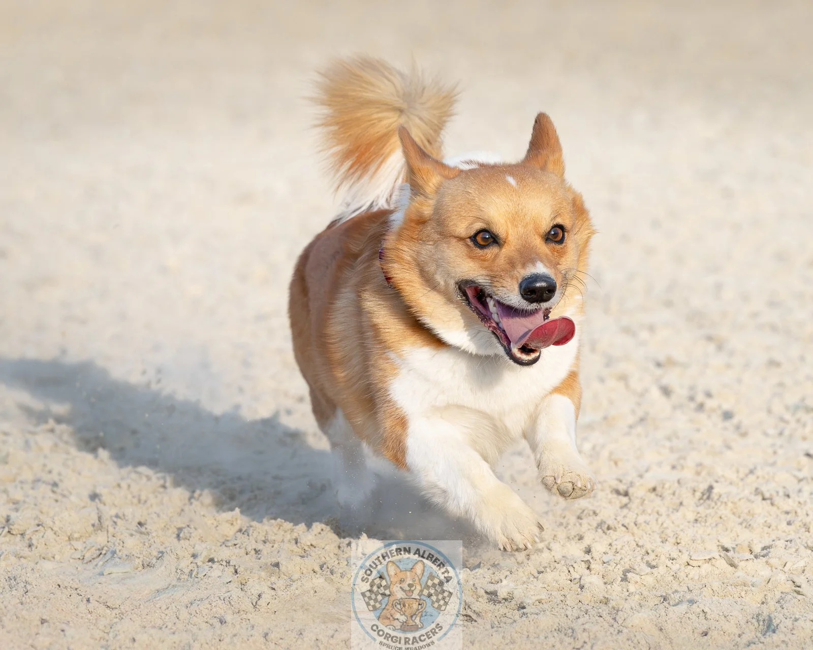 Corgi Ted Just Running-3.JPG