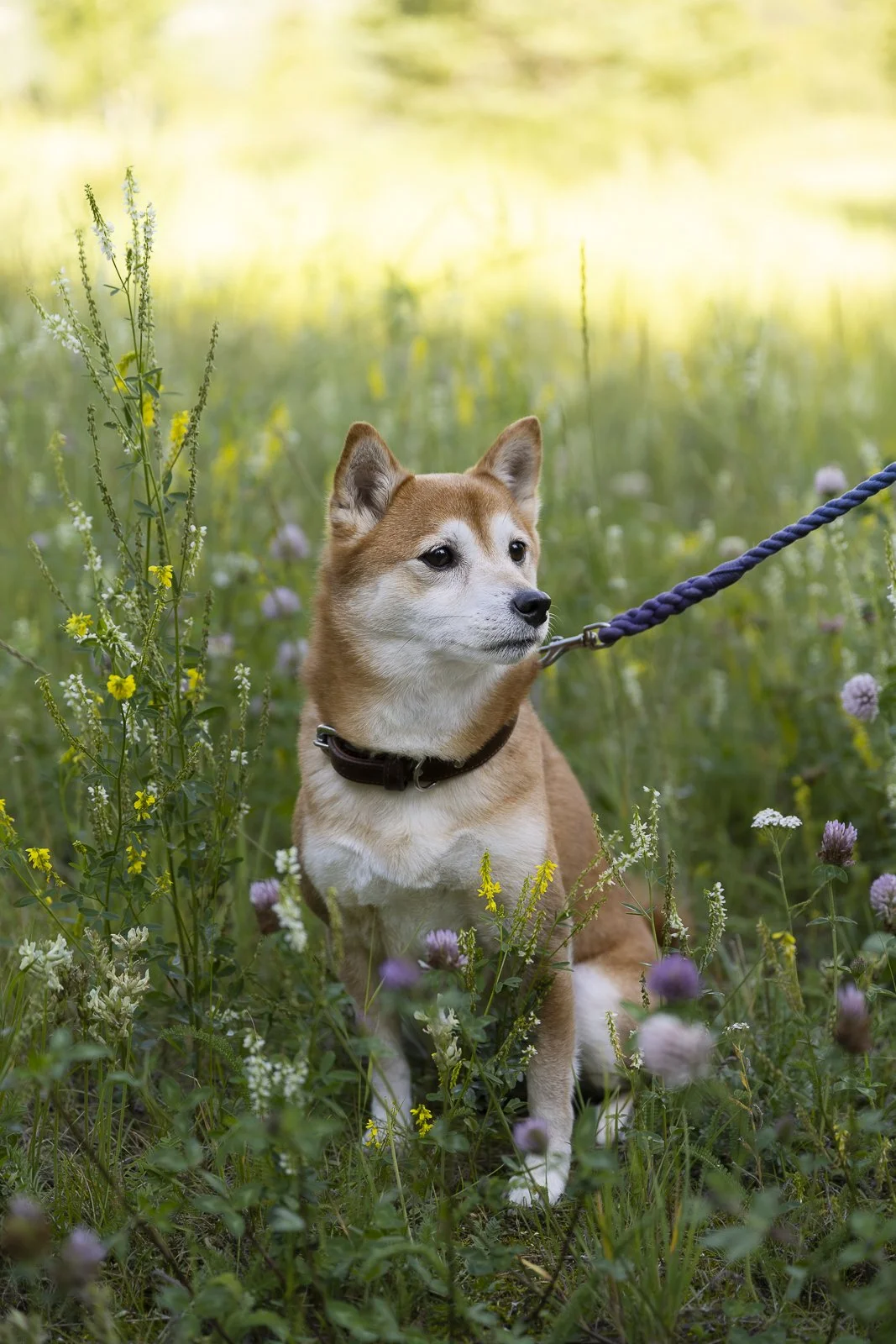 A Shiba Inu dog sitting in a field of wildflowers with a purple leash attached to its collar.