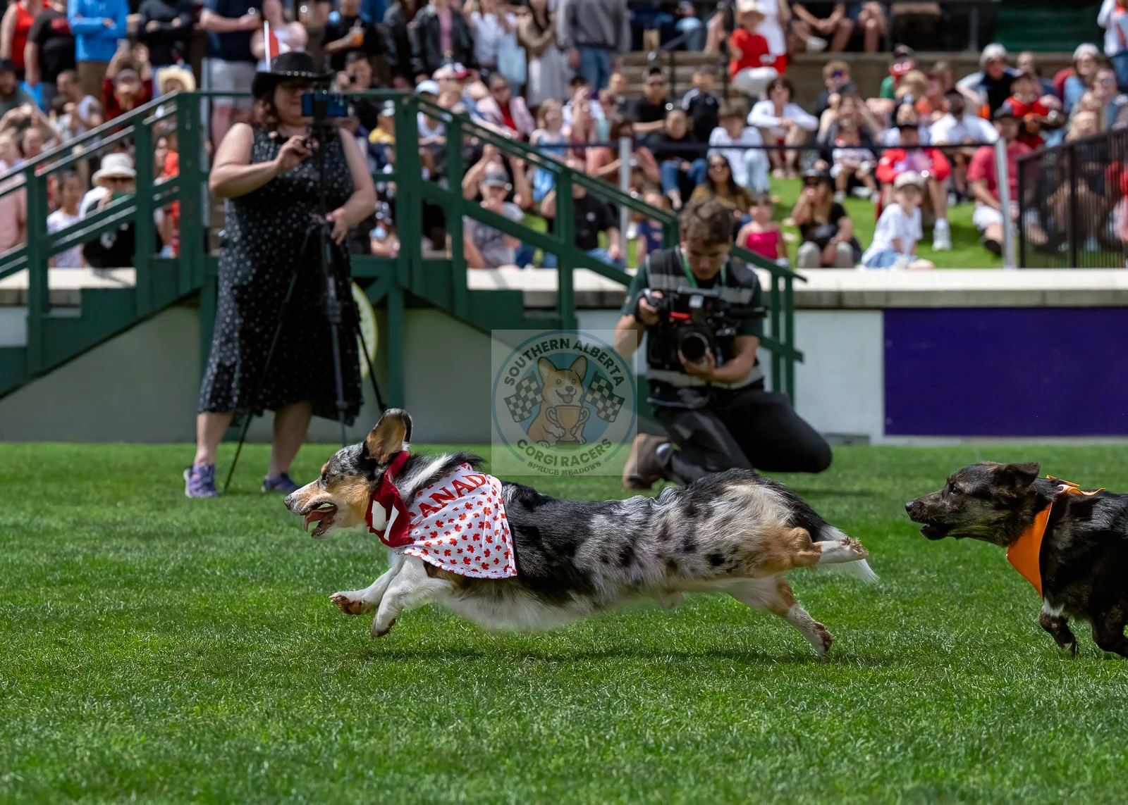 A merle corgi dog wearing a red and white bandana racing on a grassy field during a corgi race event, with a crowd of spectators and photographers in the background.