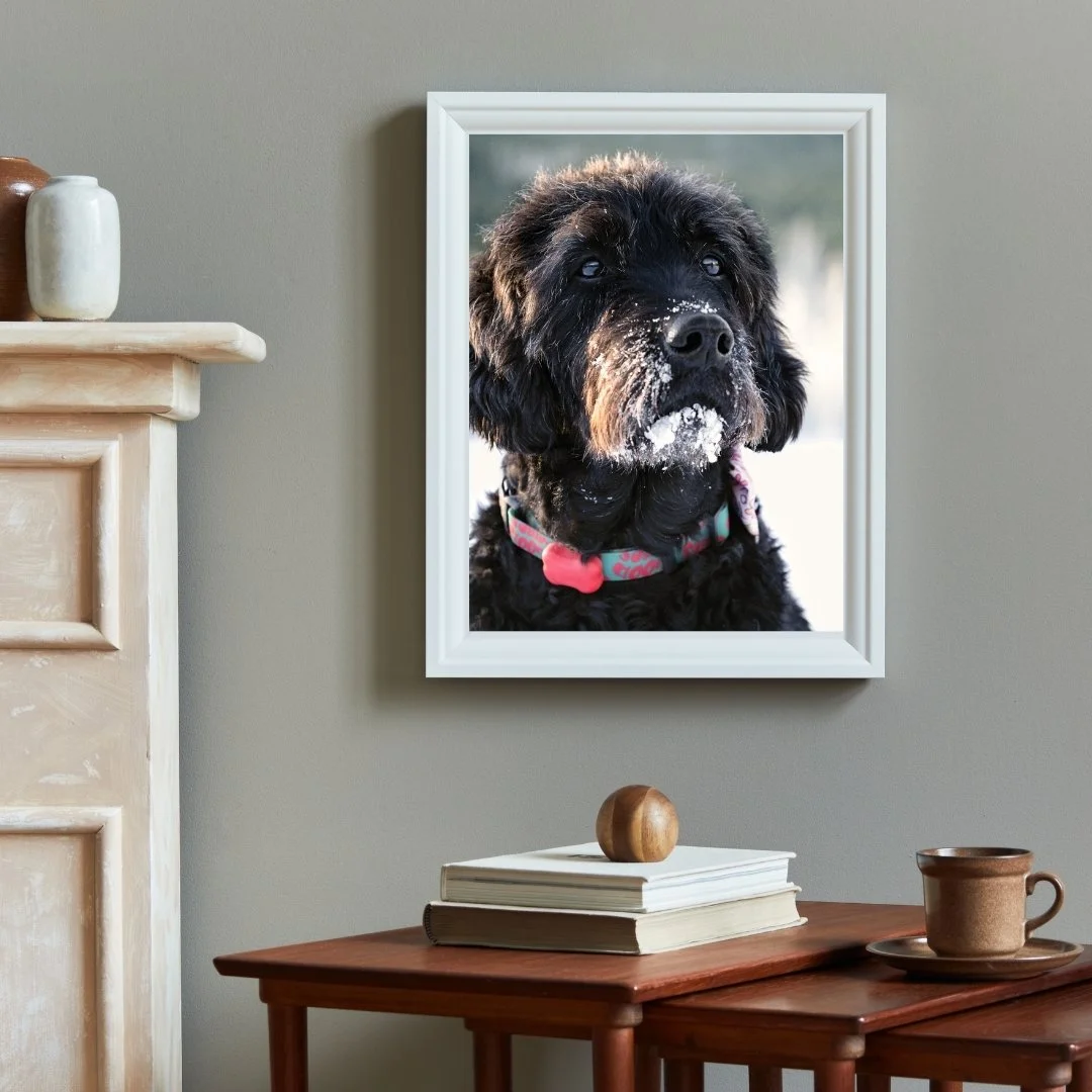 Framed photograph of a black dog with snow on its face, hanging on a wall above a wooden table with books, a wooden sphere, and a brown mug.