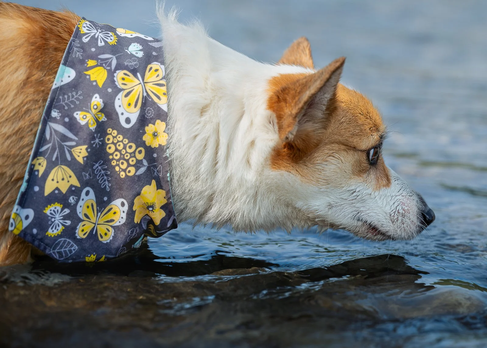 Corgi Freddie bandana surfing.JPG