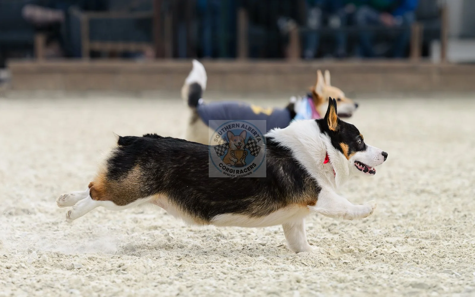A corgi dog running on a sandy surface during a race, with two other dogs in the background. The scene likely takes place at a dog race event.