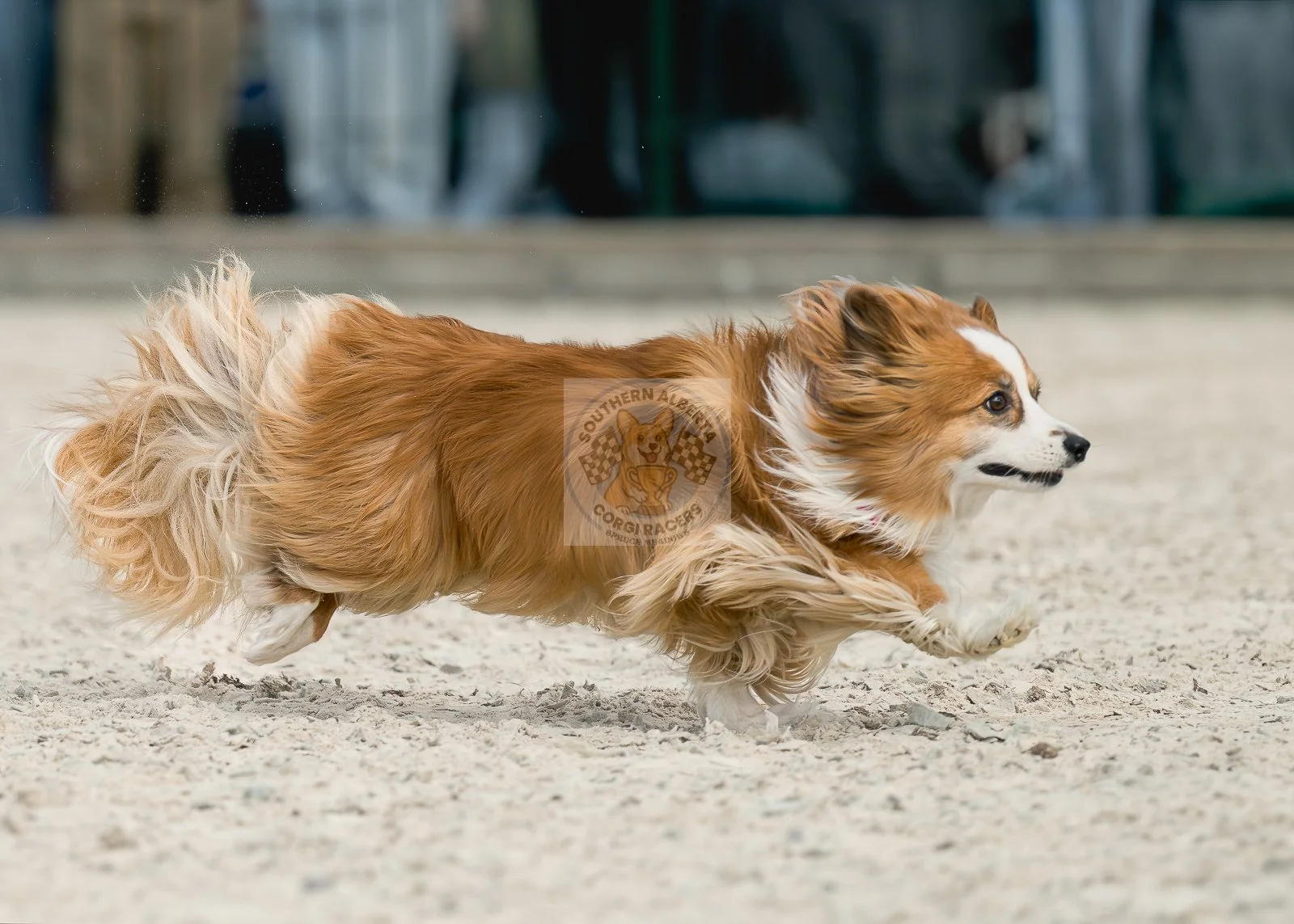 A long haired corgi dog running on a dirt surface in a race, with a blurred background. The dog has a flowing coat and a white and brown face.