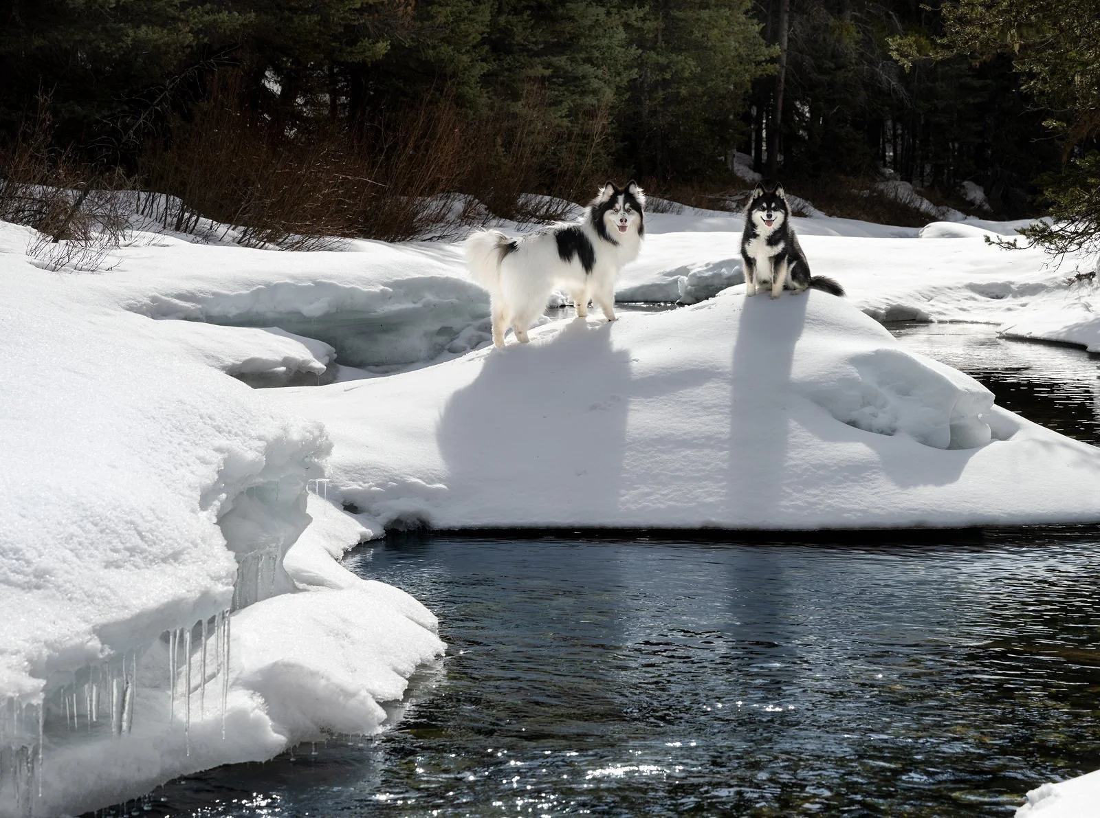 Two Siberian Huskies on snow-covered ice near a river in a winter forest setting.