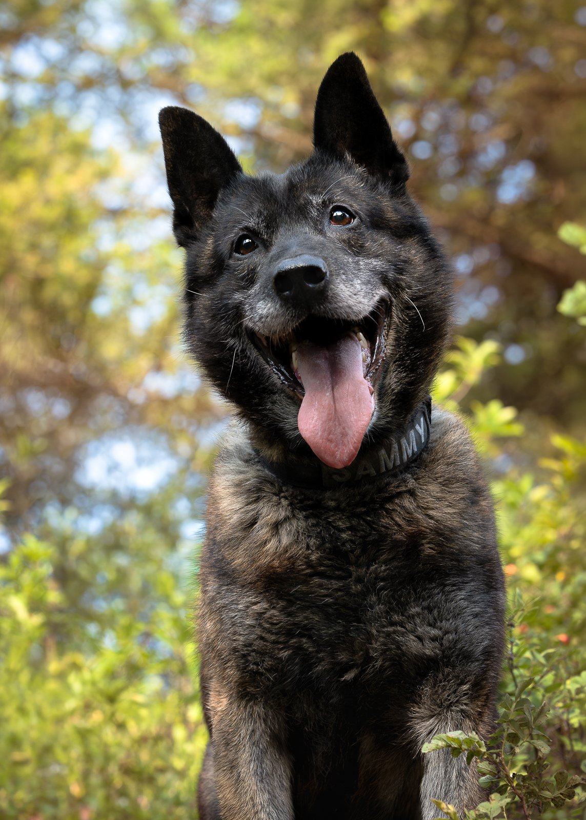 A happy black and tan Dutch shepherd dog with its tongue out, outdoors on a sunny day, with blurred green trees in the background.