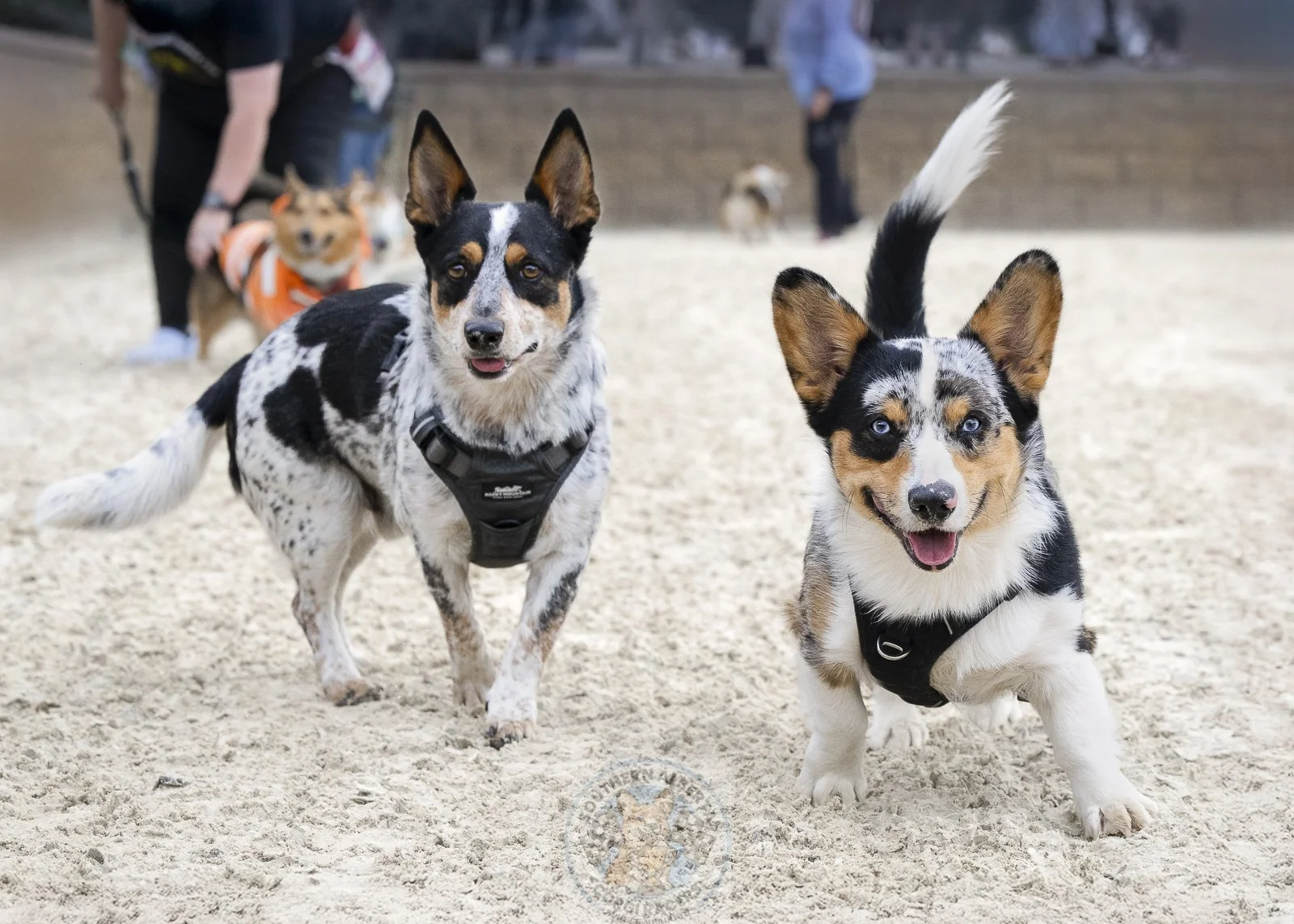 Two playful Australian Shepherd dogs with blue eyes and black, white, and tan fur, running on sandy ground with other dogs and people in the background.