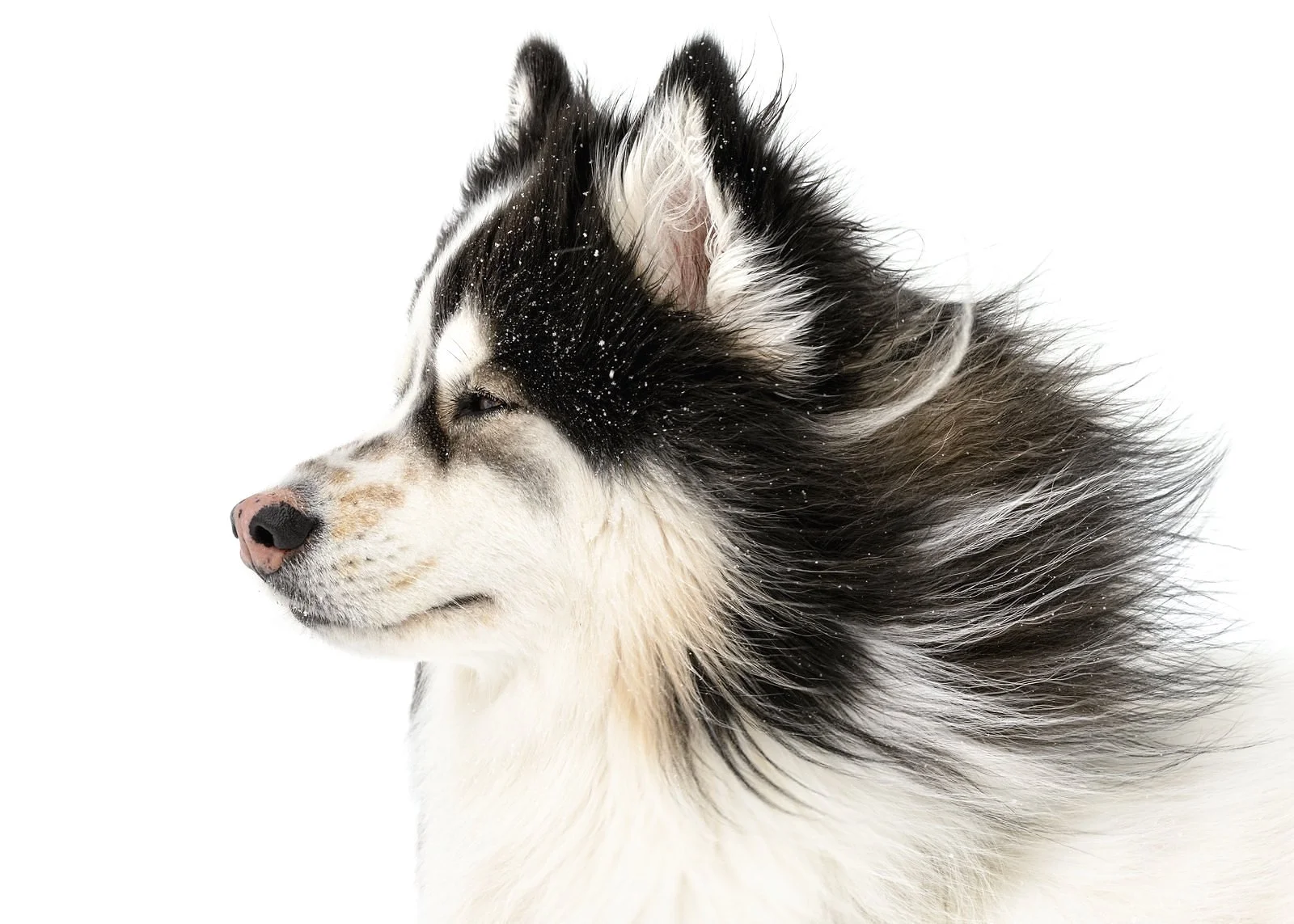 Close-up of a Siberian Husky dog's face in profile with snowflakes on its fur, blowing wind through its coat, against a white background.