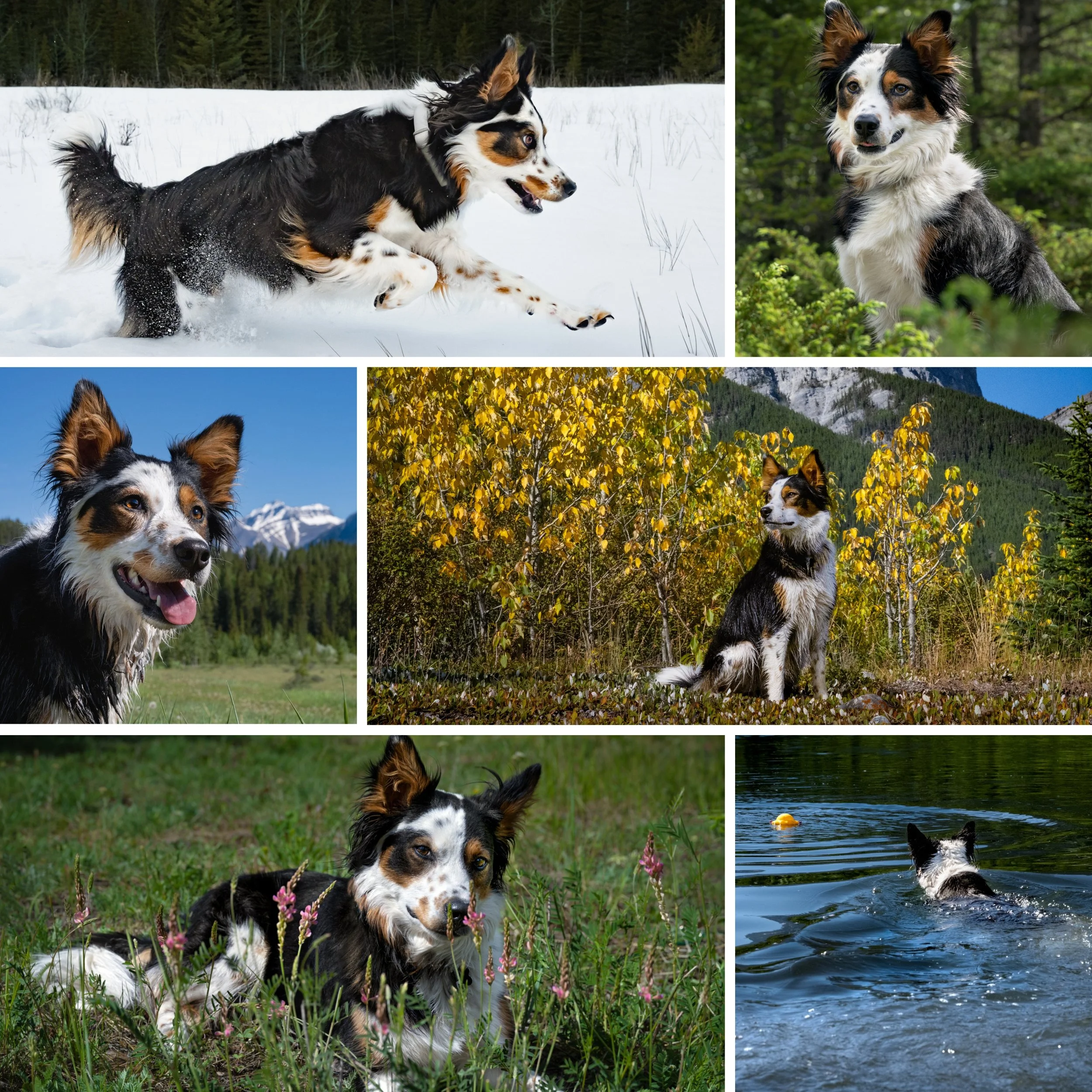 Collage of multiple photos of a black Belgian Tervuren dog in snowy outdoor landscape.
