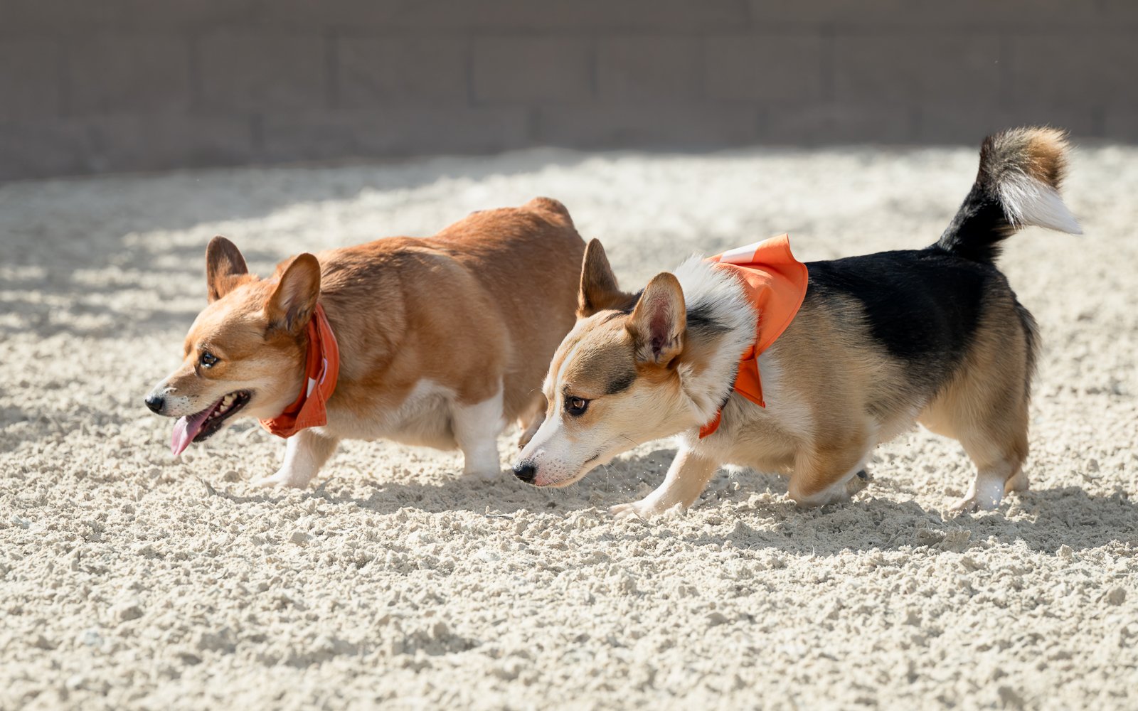 Corgi races Belle Beau Parade G.JPG