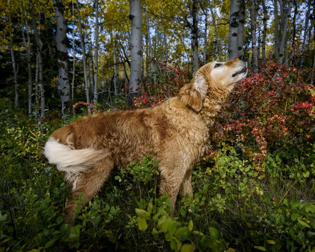 Golden retriever with curly fur standing among trees and shrubs in a forest during fall.