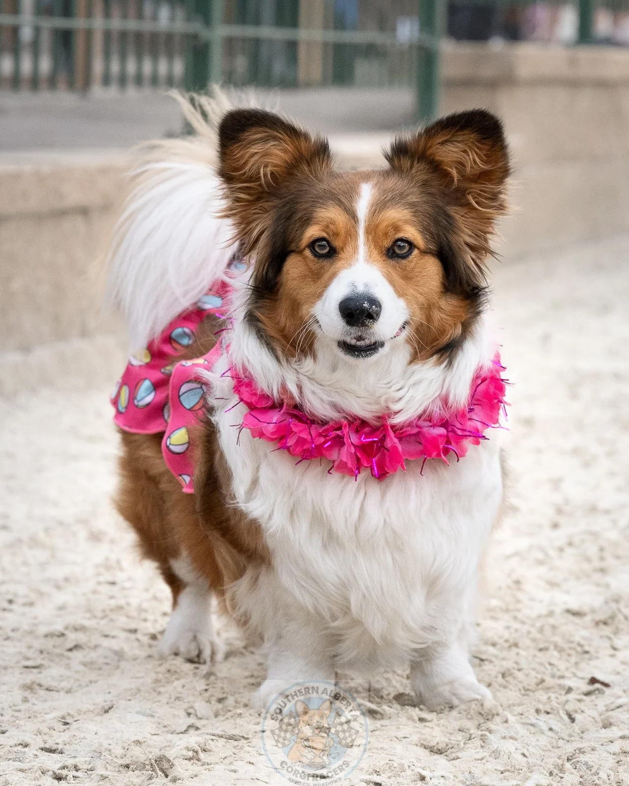 A dog wearing a pink dress with a colorful pattern and a bright pink lei, standing on sand with a blurred background.