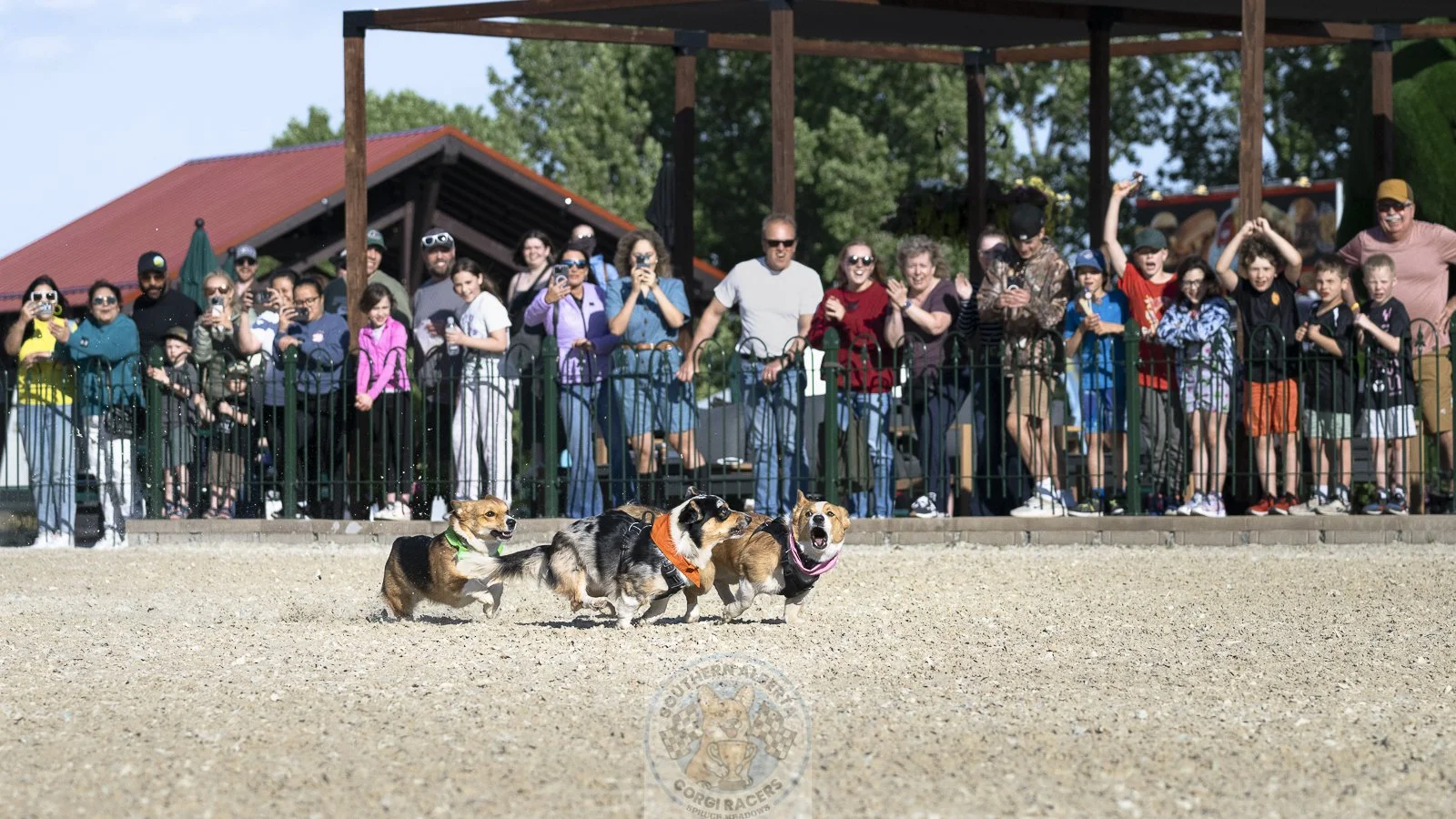 Four dogs race on a dirt track with a crowd of spectators behind a black fence, taking pictures and cheering.