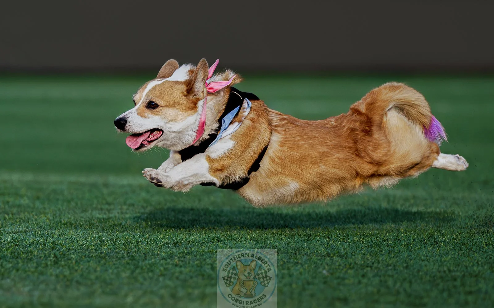 A tan and white dog running on green grass, wearing a pink bandana and harness, with a purple-tipped tail, during a race event.
